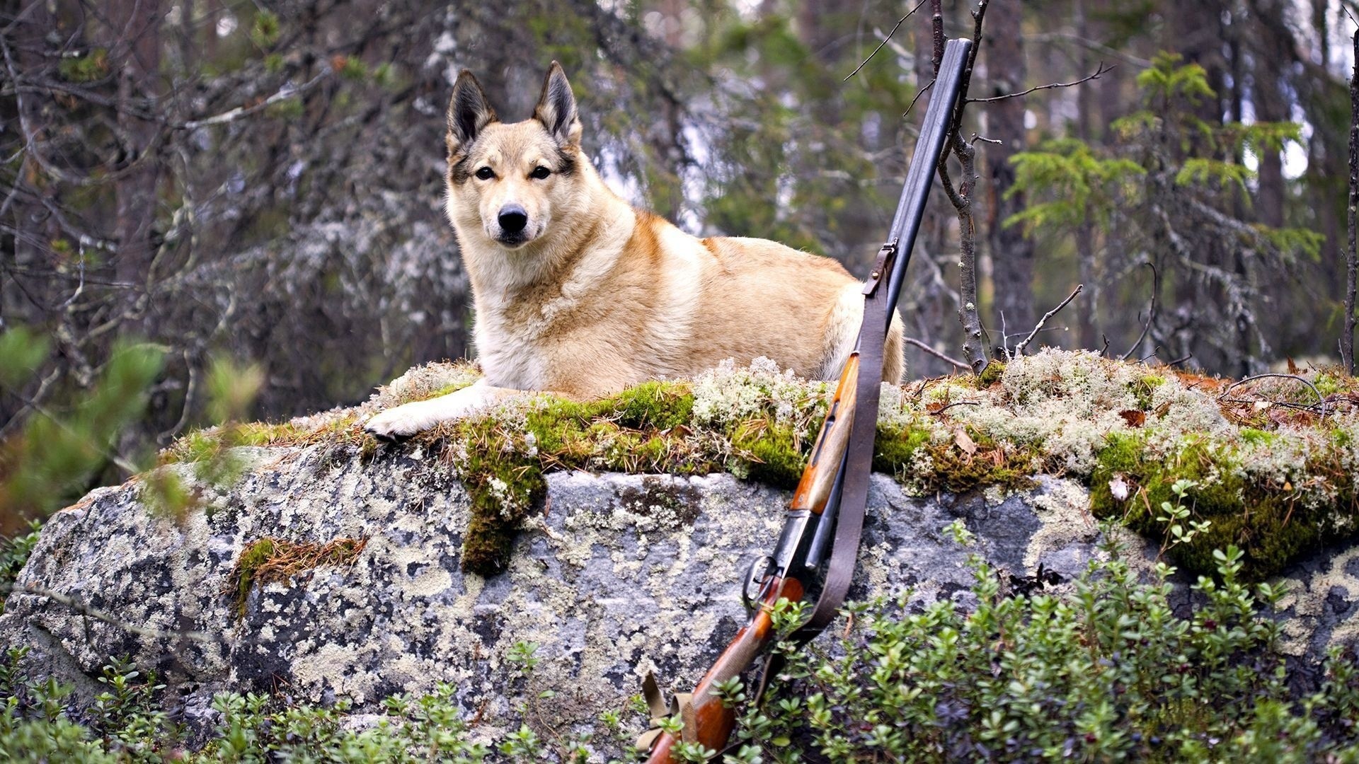 Animals dogs canines weapons guns hunting nature wallpaper | |  22514 | WallpaperUP