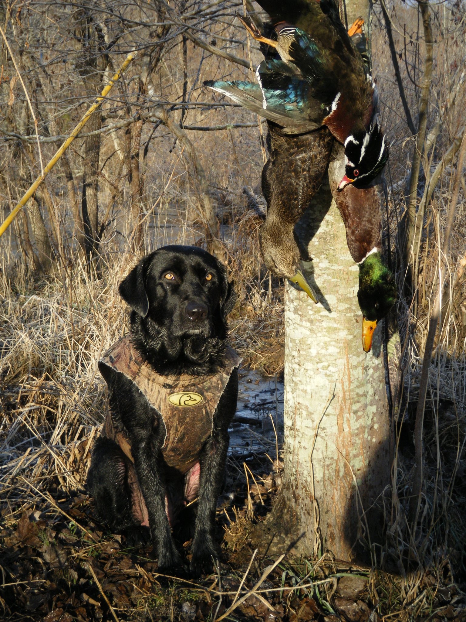 Duck hunting dogs wallpaper – photo#5