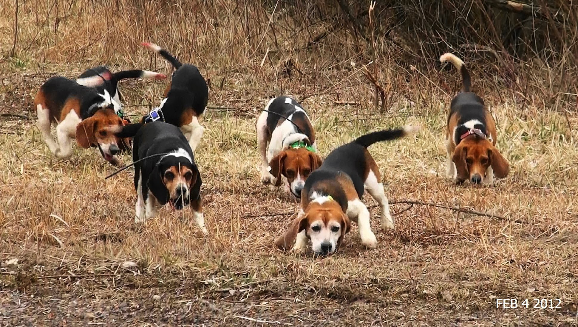 Hunting Beagle Prints 4 Background Wallpaper .