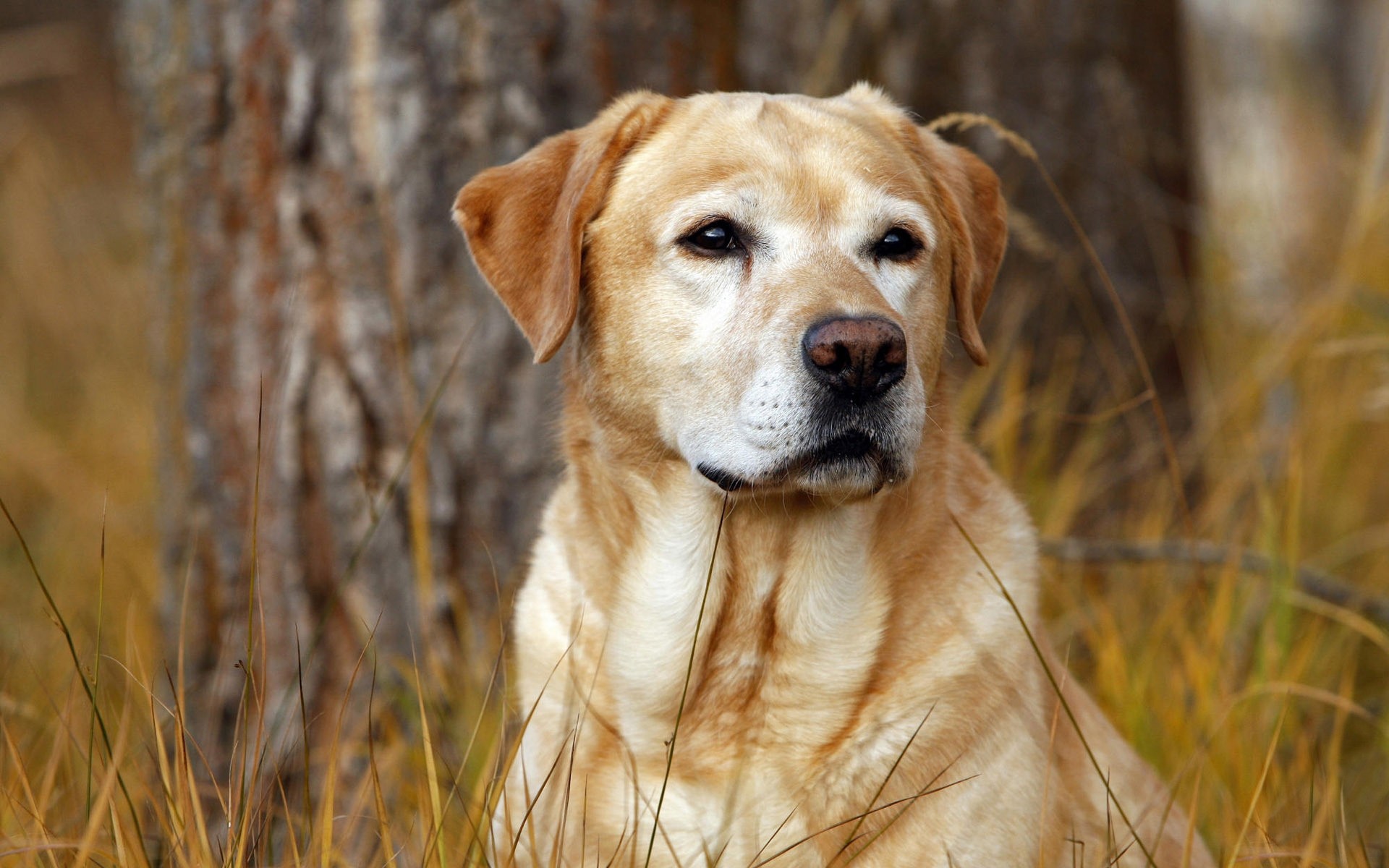 Labrador dog nose grass