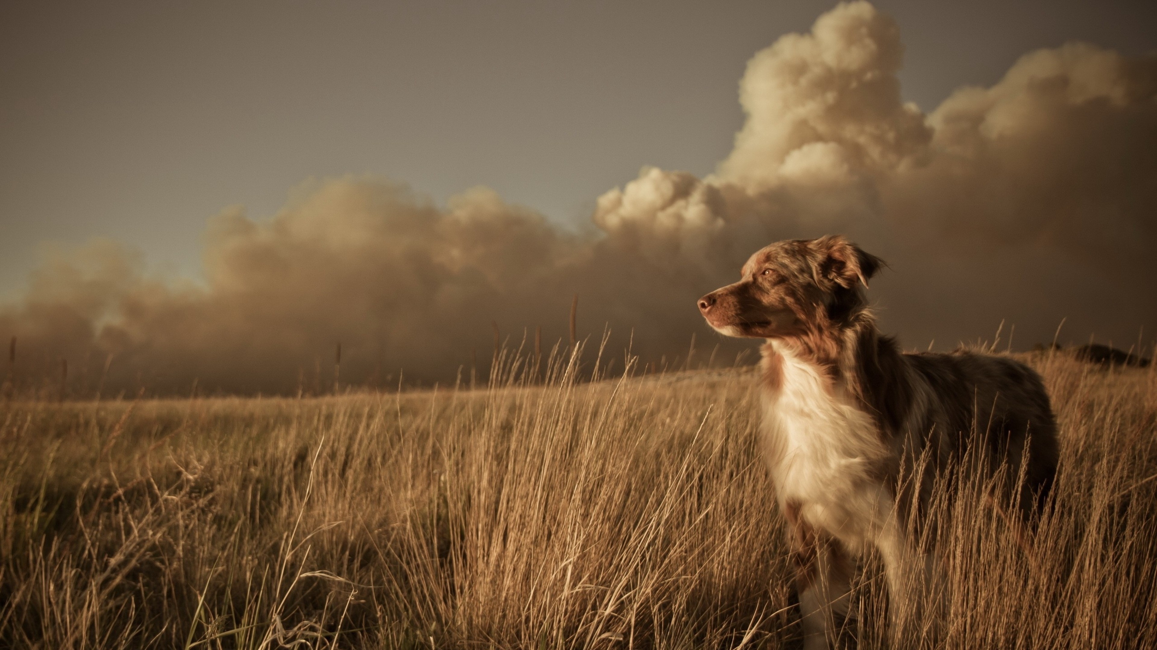 Wallpaper dog, field, grass, wind, clouds