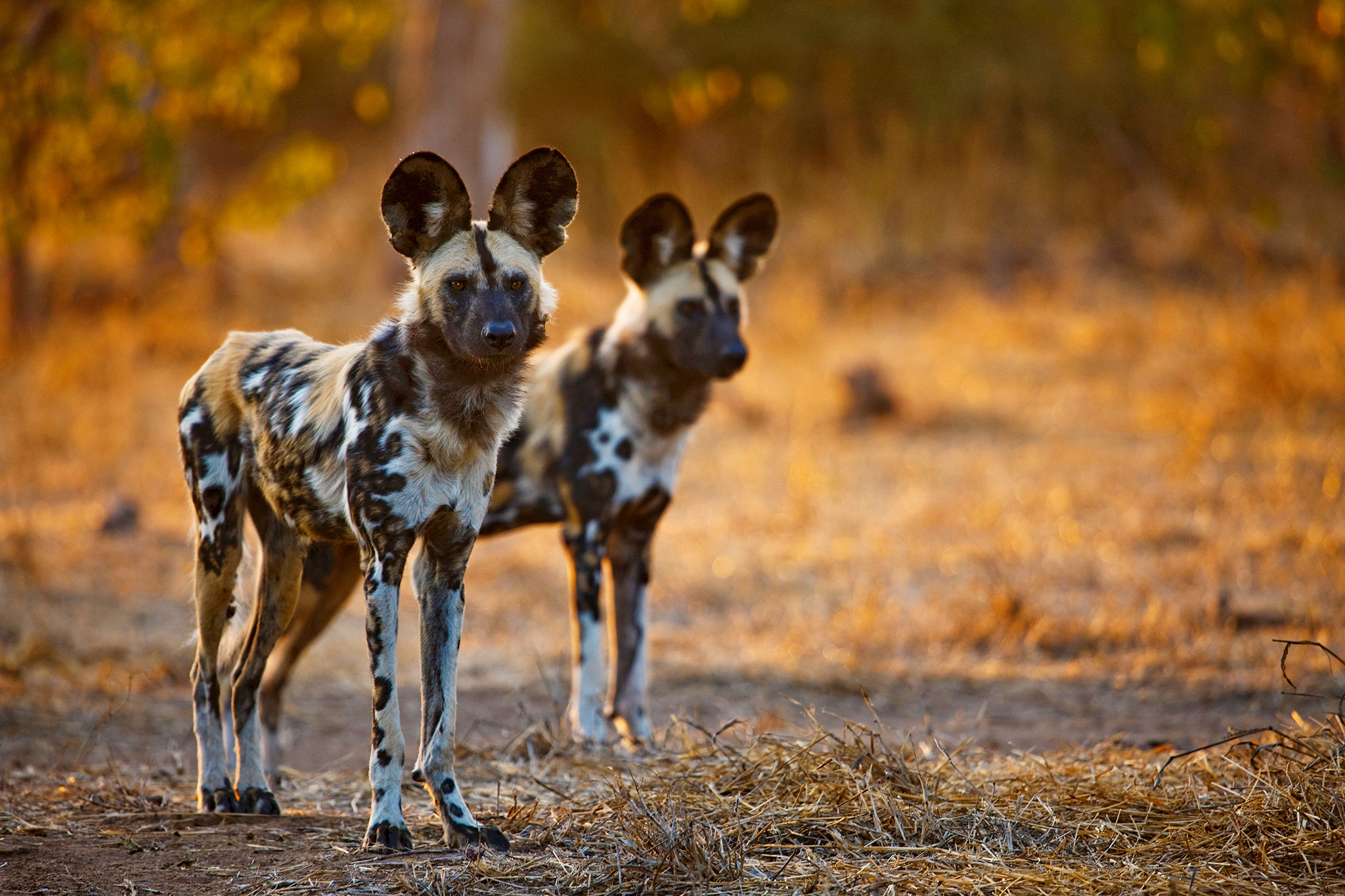 What Wildlife Shows Dont Tell You About African Wild Dogs Phenomena Not Exactly Rocket Science