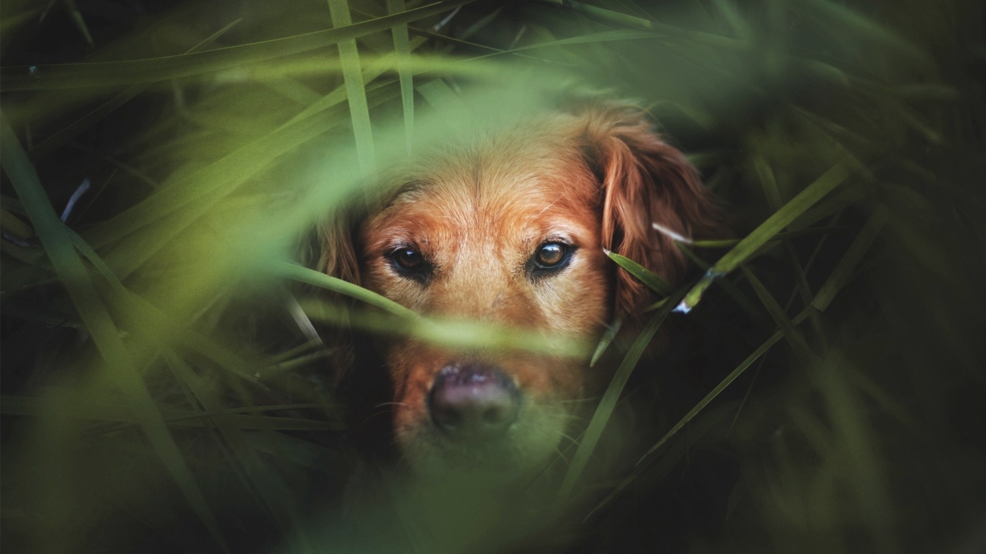 Wallpaper dog, muzzle, grass, hunting