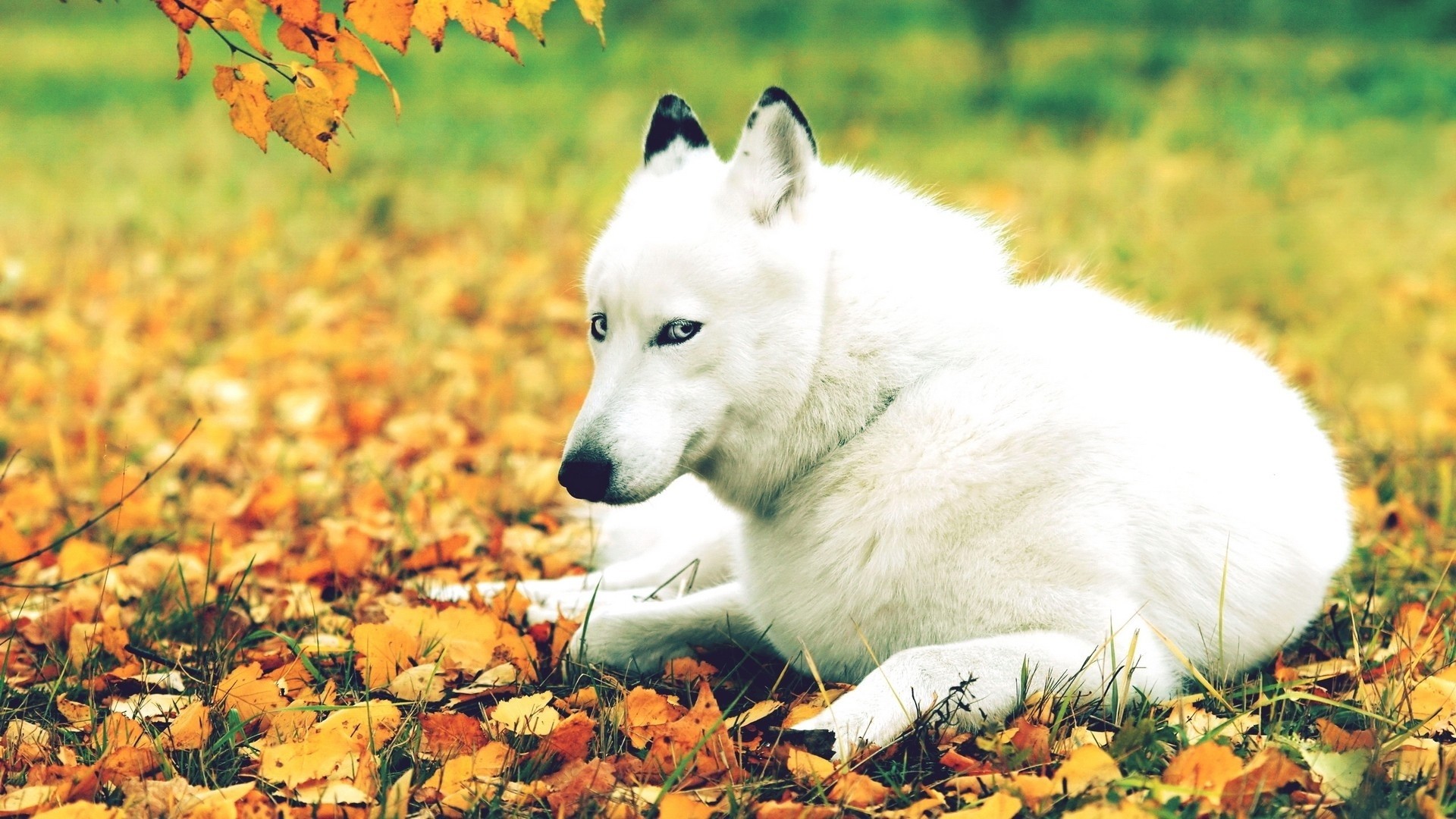 Season Tag – Husky Leaves Dogs Animals Nature Autumn Season Blue Dog Red Background for HD