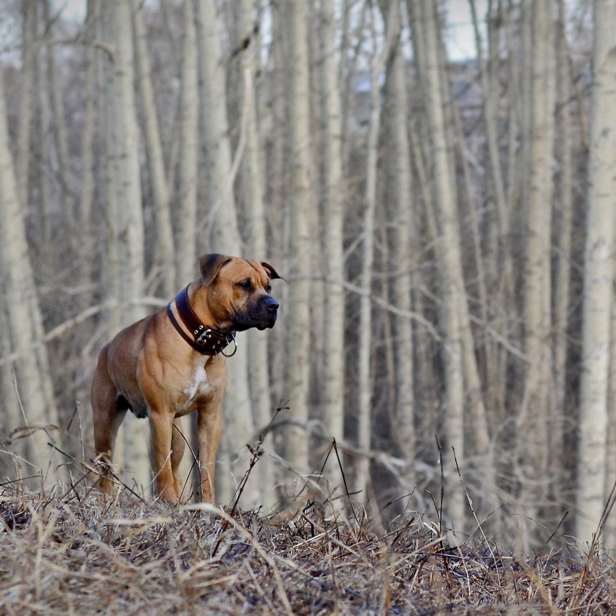 Wallpaper dog, woods, walking, hunting, fall