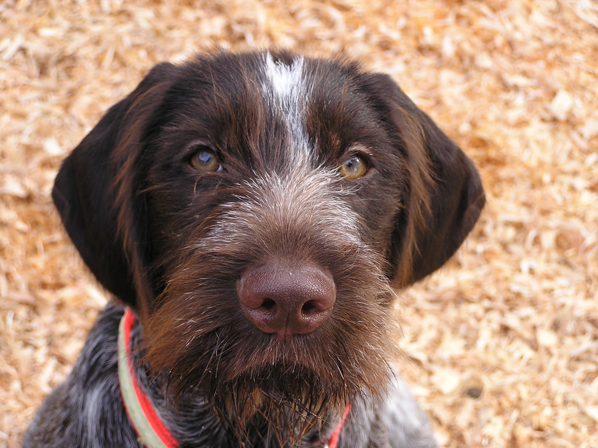 The German Wirehair Pointer is a breed that does well in a variety of…