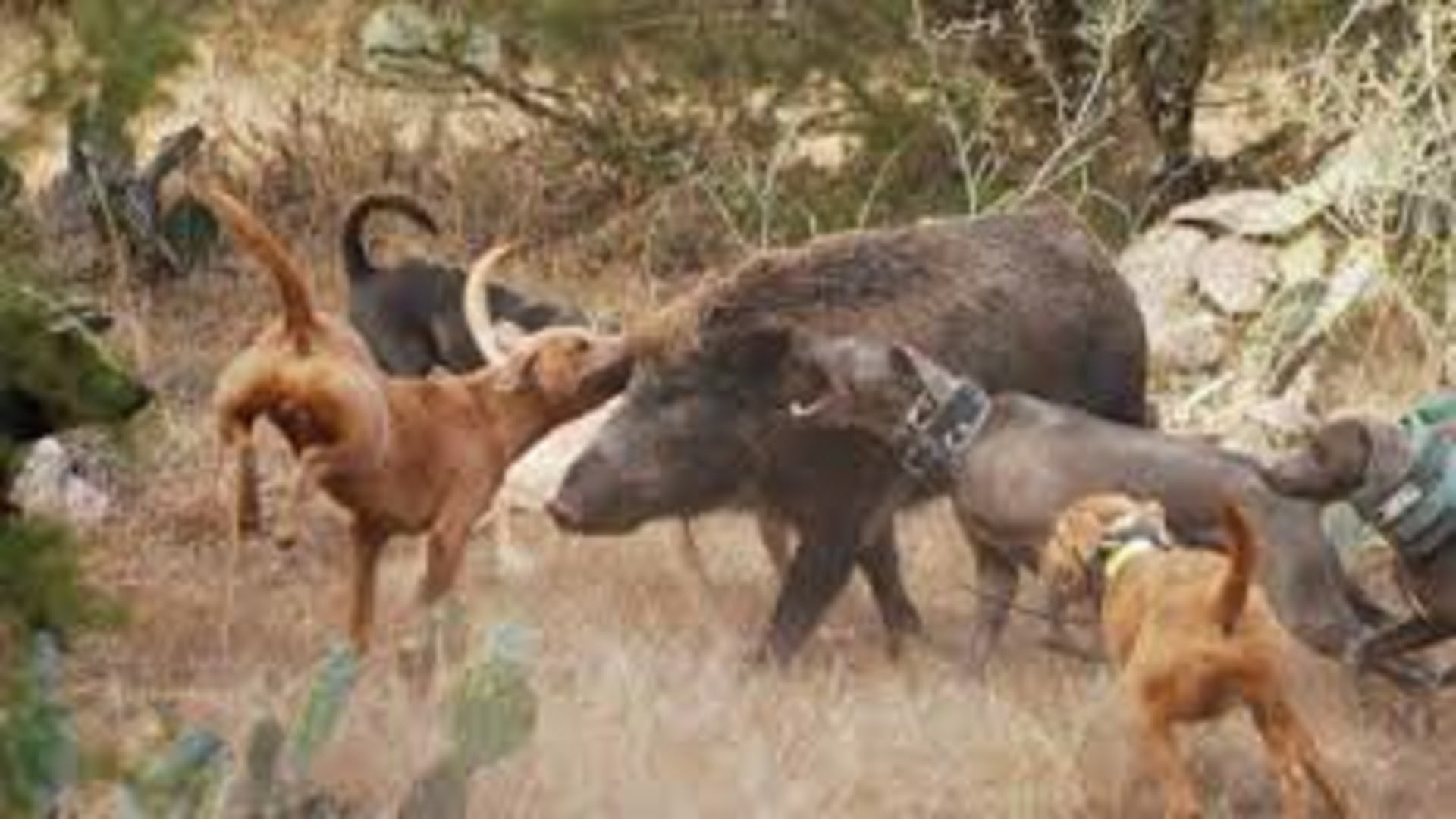 Hunting wild boar with pitbulls. Huge wild boar attacked a hunter and bit  the pitbull.