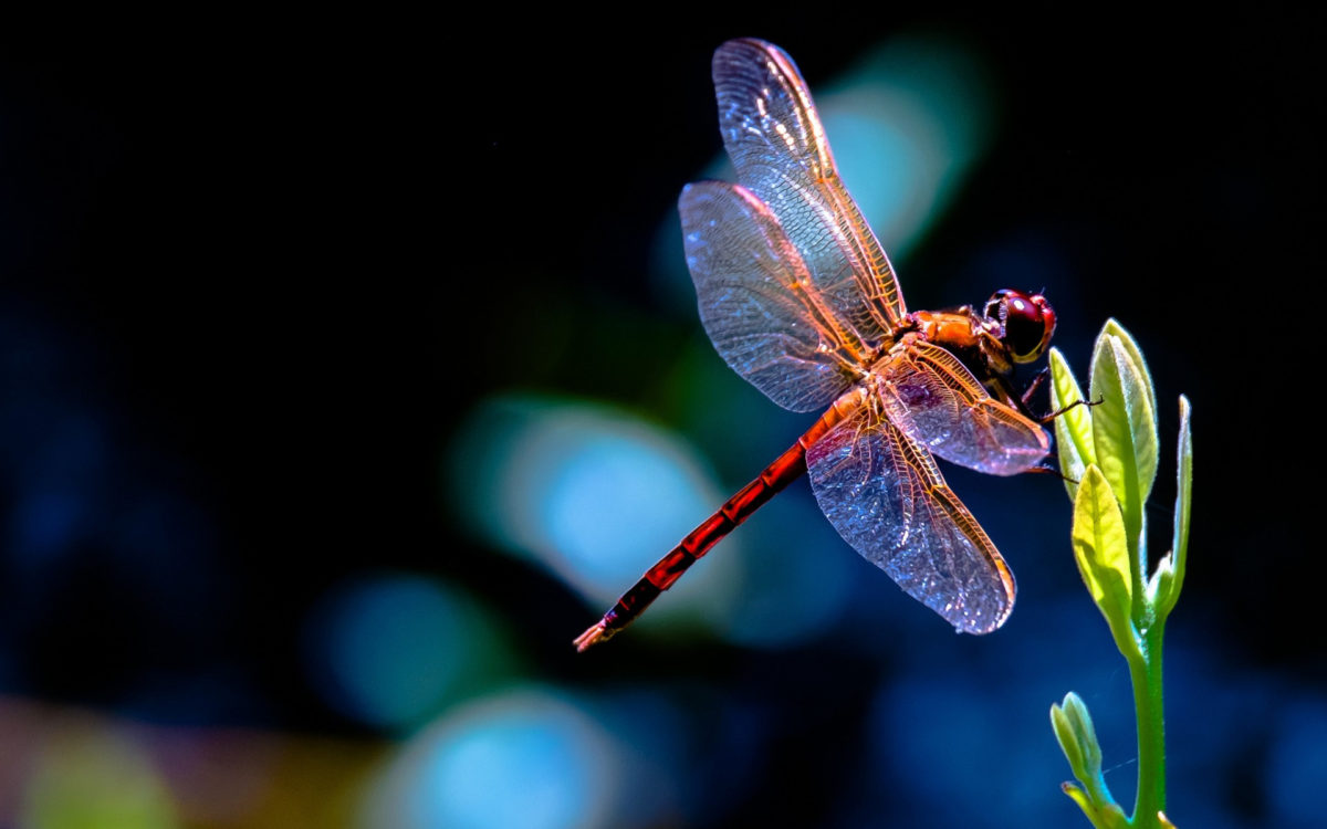 40+ DragonfLy Screensavers and Wallpaper