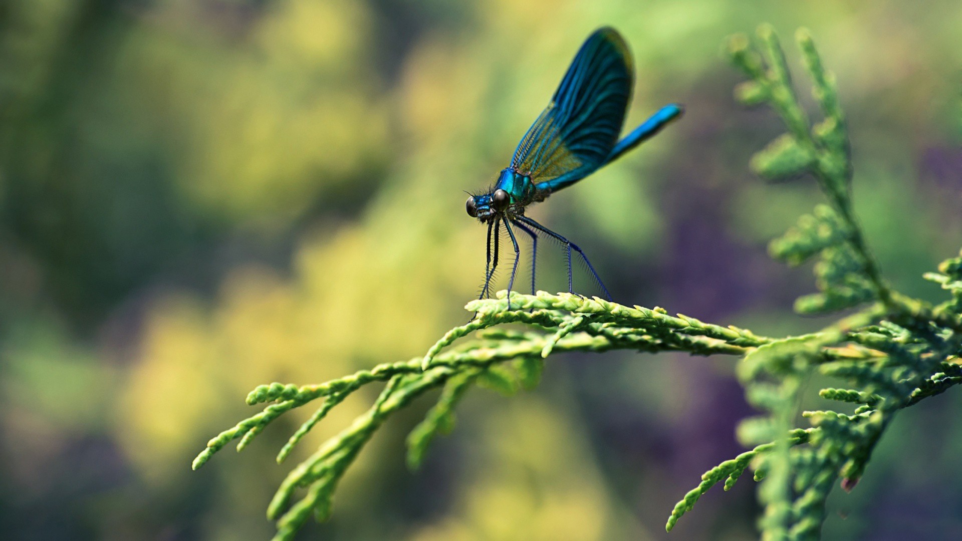 MACRO wallpaper Blue Dragonfly Macro Wallpaper – New HD Wallpapers