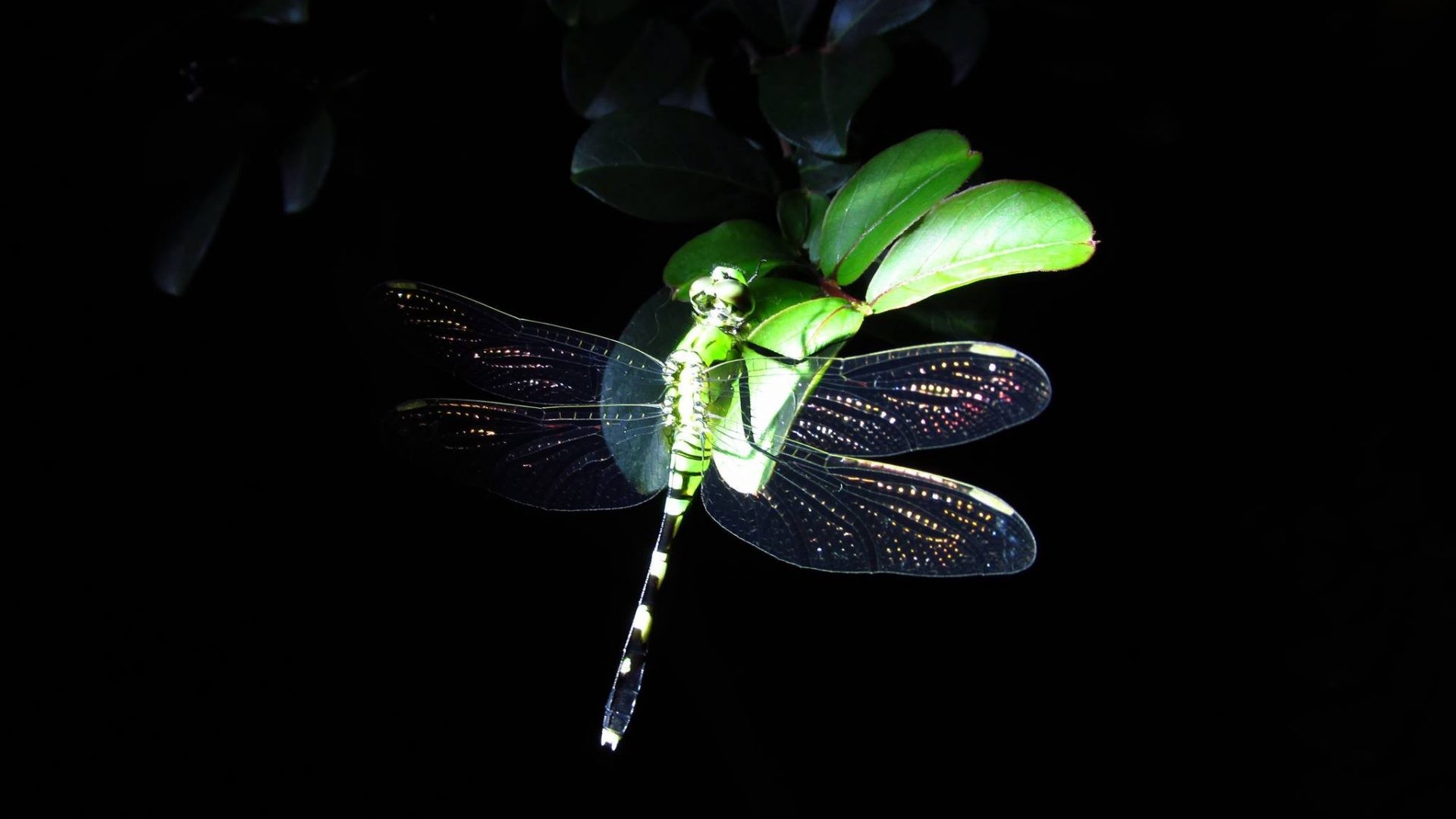 Dragonfly Tag – Grandma Favorite Dragonfly Animals Pretty Night Cute HDR Wallpaper for HD 16