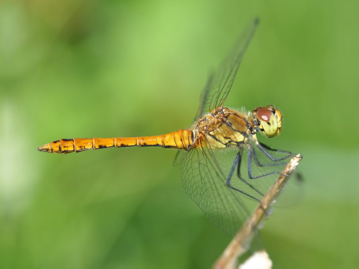 39+ DragonfLy Screensavers and Wallpaper