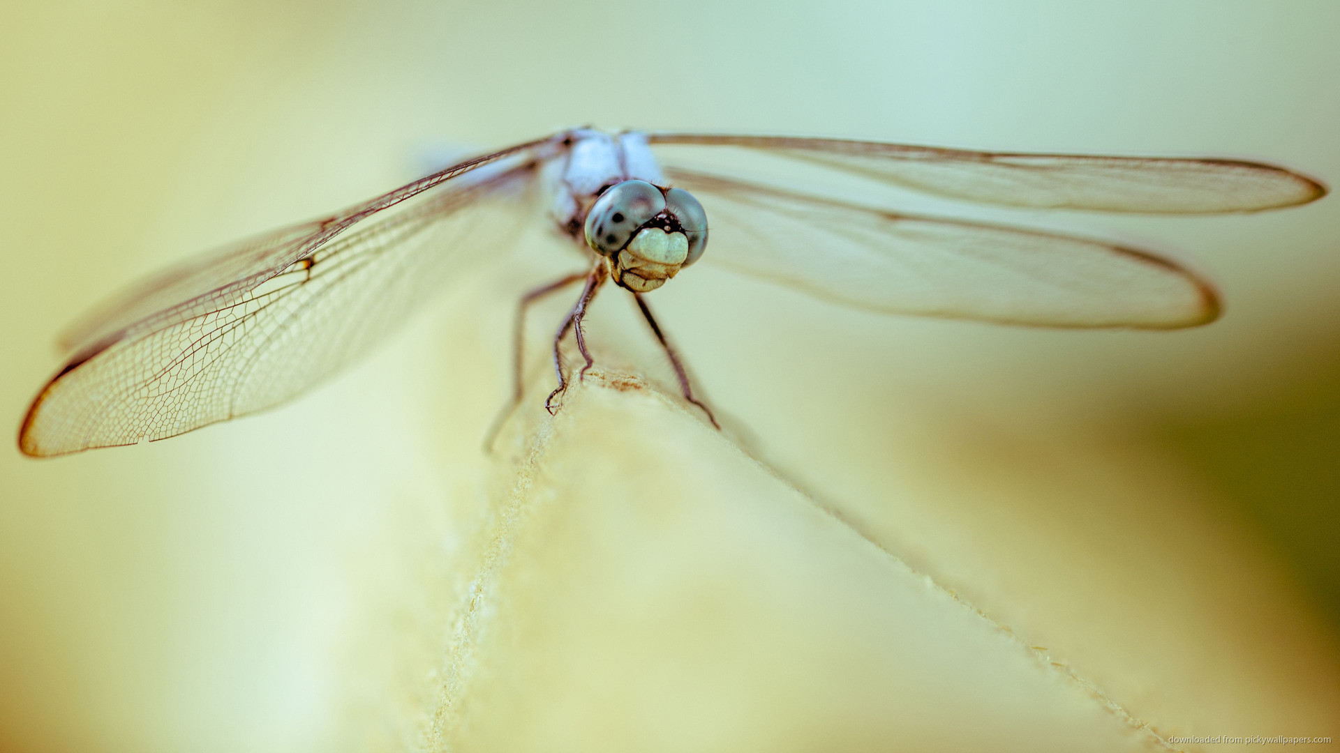 Dragonfly Animal Macro Photography Wallpaper picture