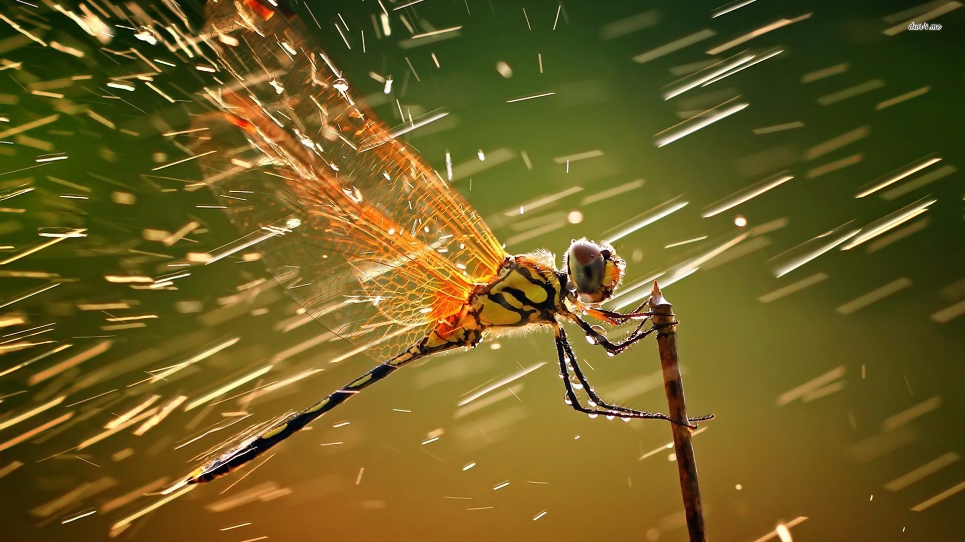 Free screensaver wallpapers for dragonfly