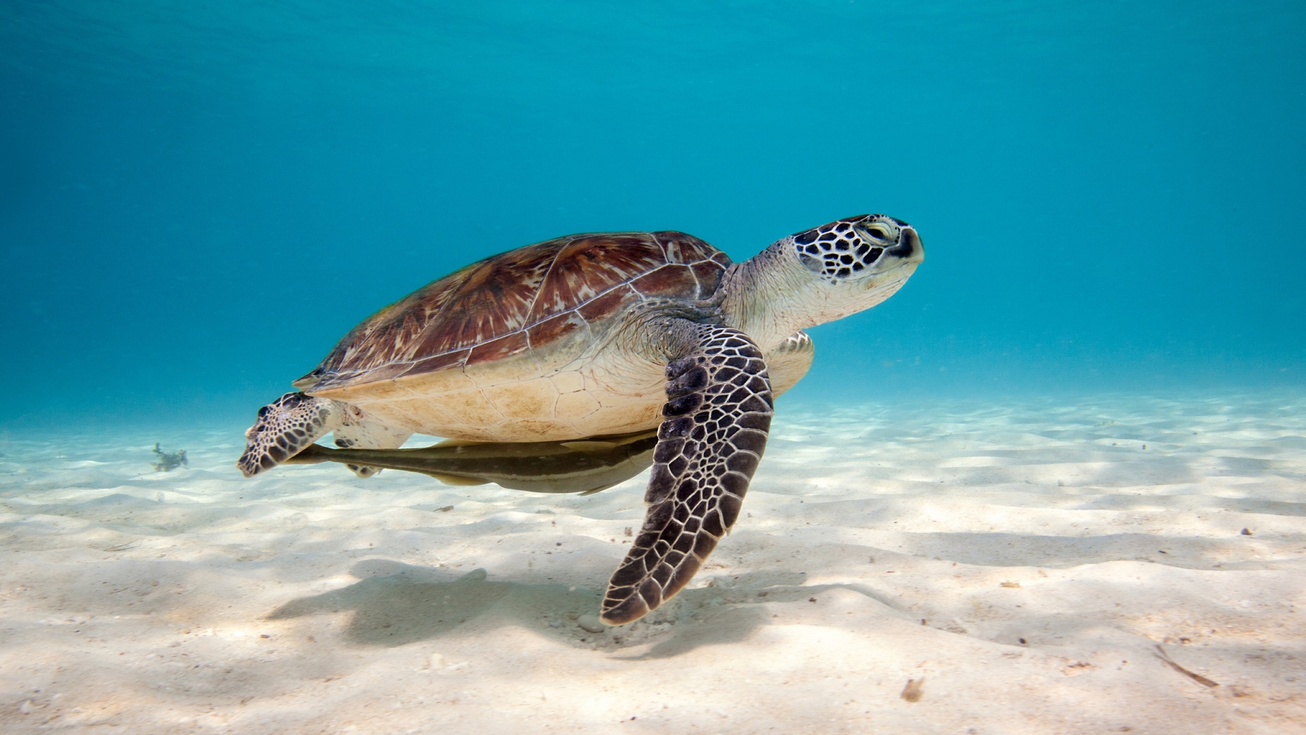 Preview wallpaper turtle, sea, water, sand, bottom, shell 2560×1440