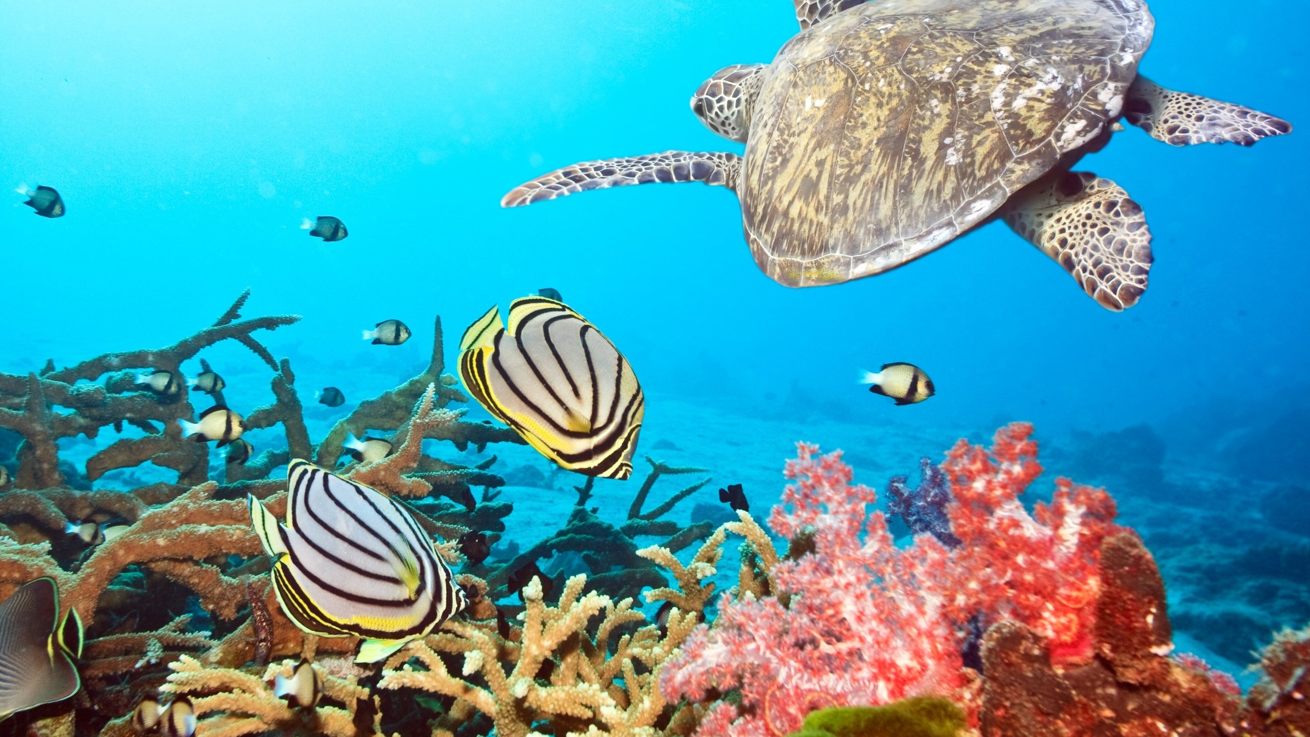 Preview wallpaper turtle, sea, ocean, underwater, swim 2560×1440