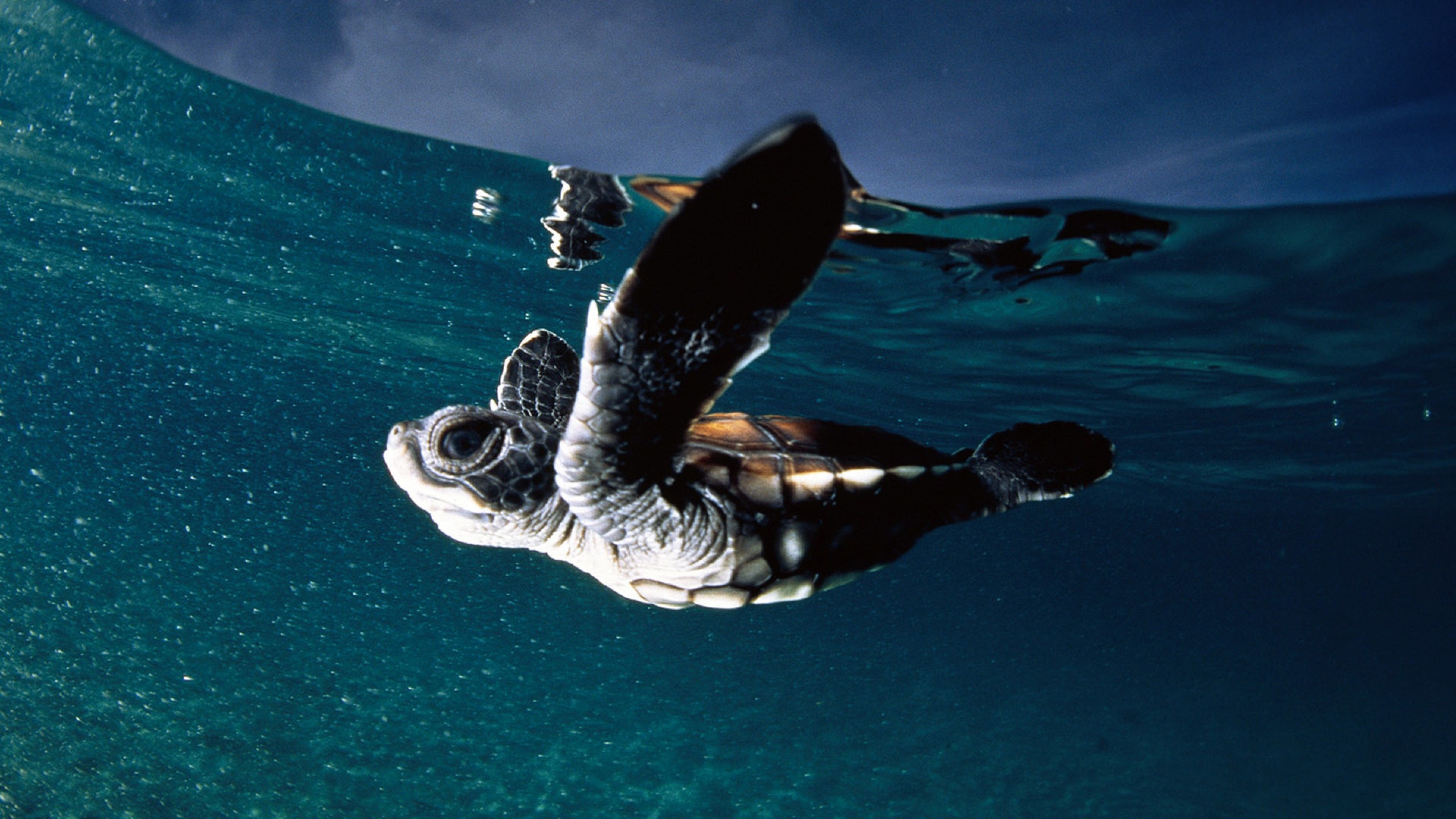 Download Wallpaper Turtle, Sea, Swim, Underwater 4K