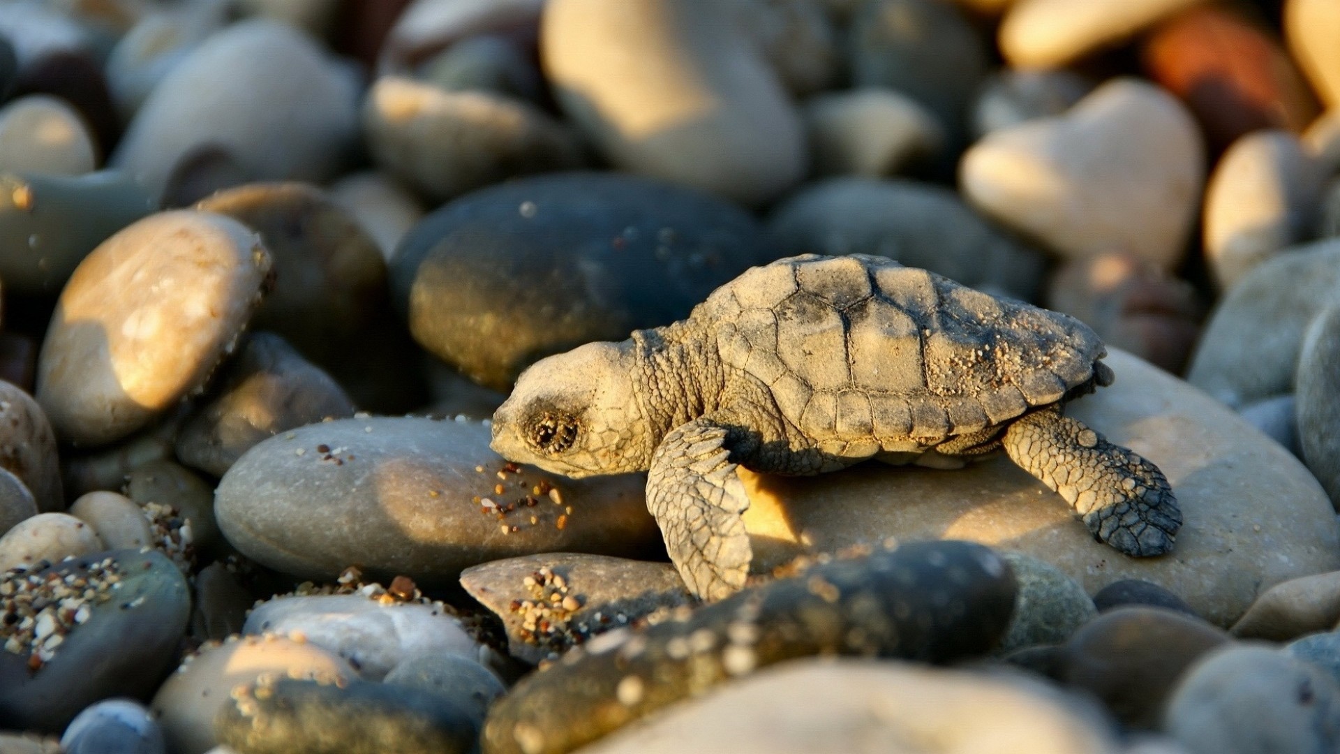 Preview wallpaper turtle, small, stones 1920×1080