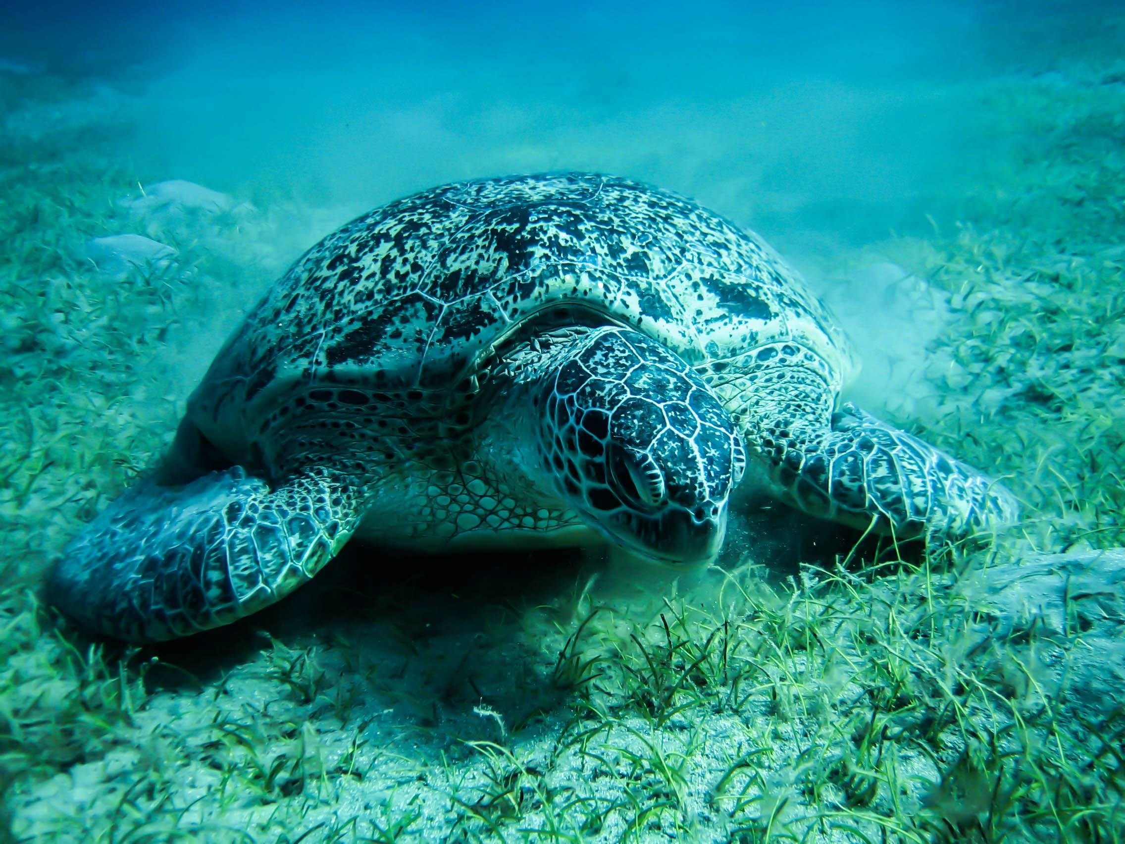 Free desktop wallpaper downloads sea turtle