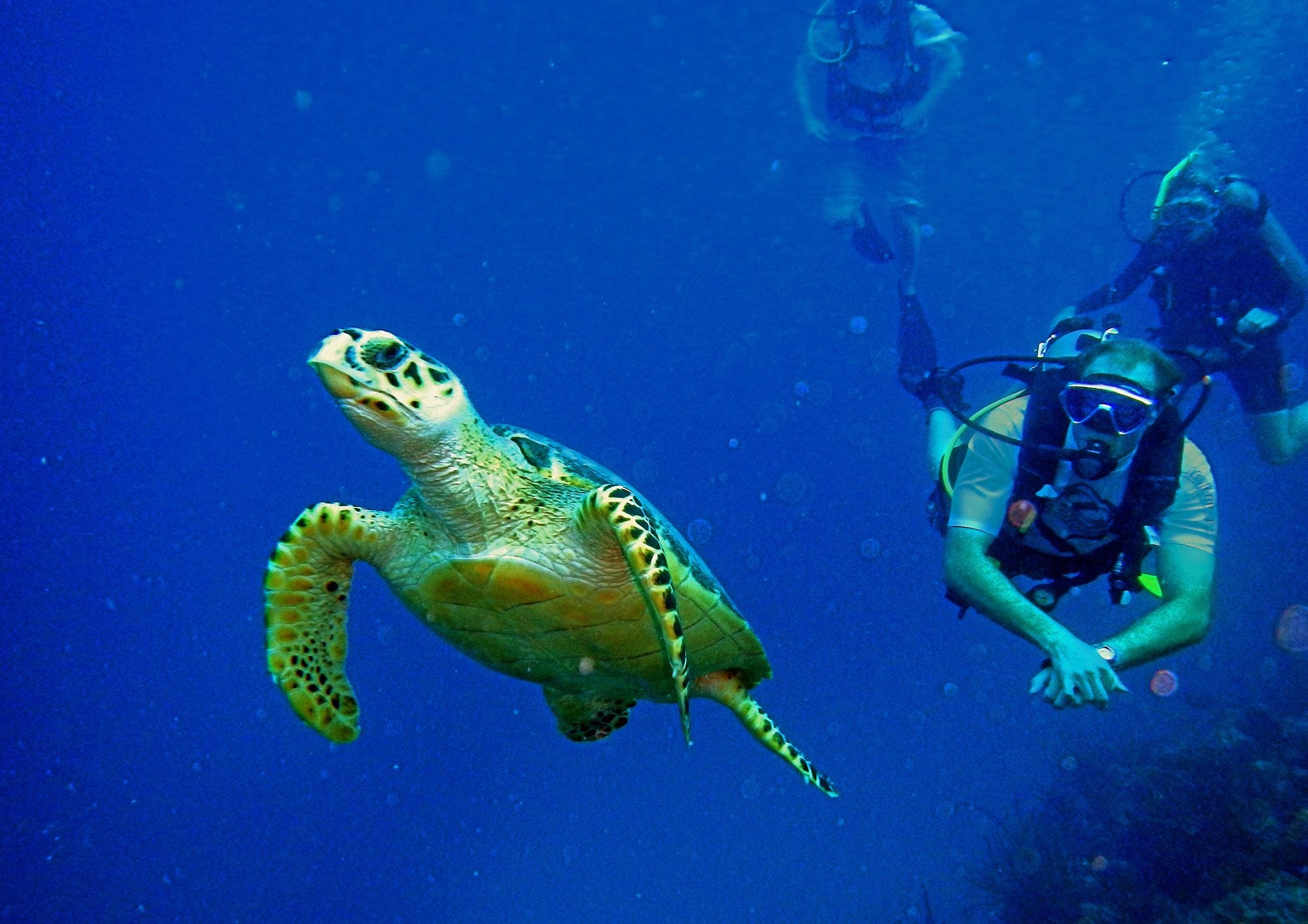 Scuba diving diver ocean sea underwater turtle wallpaper 332437 WallpaperUP