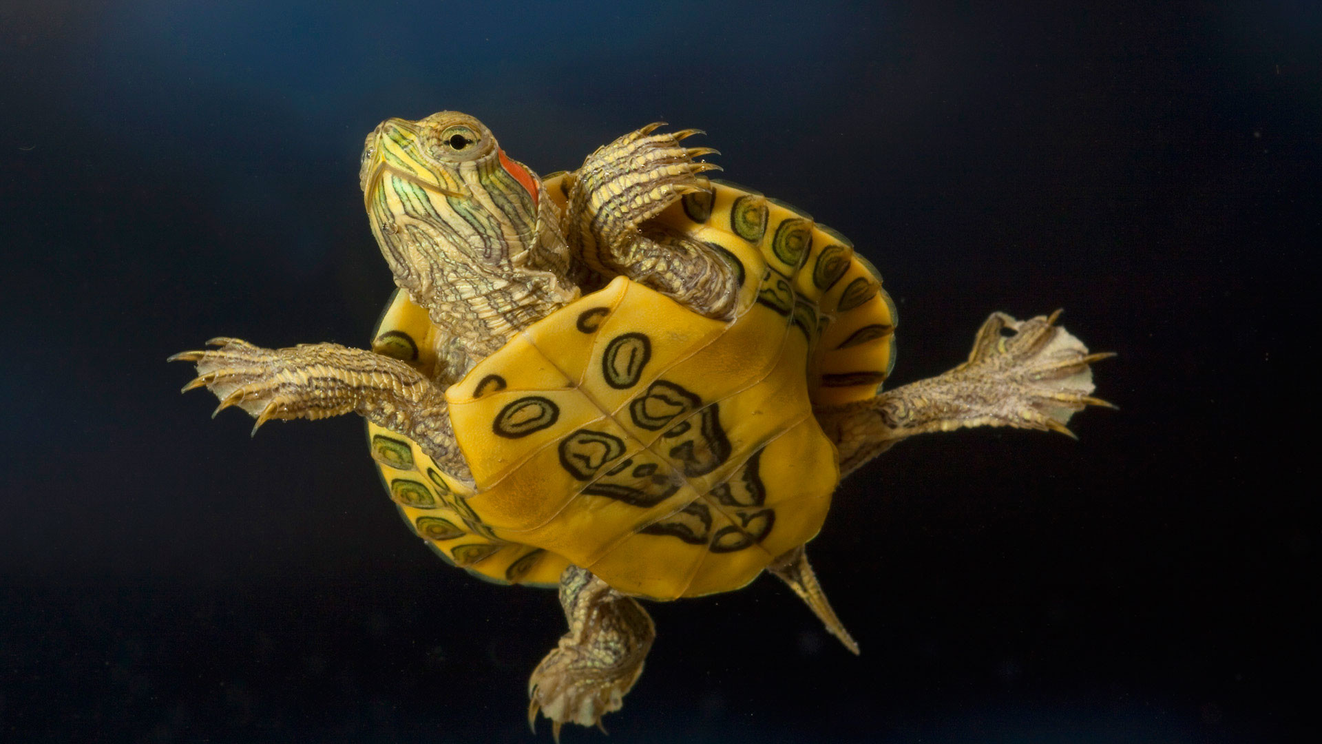 Hd pics photos animals sea turtle super desktop background wallpaper