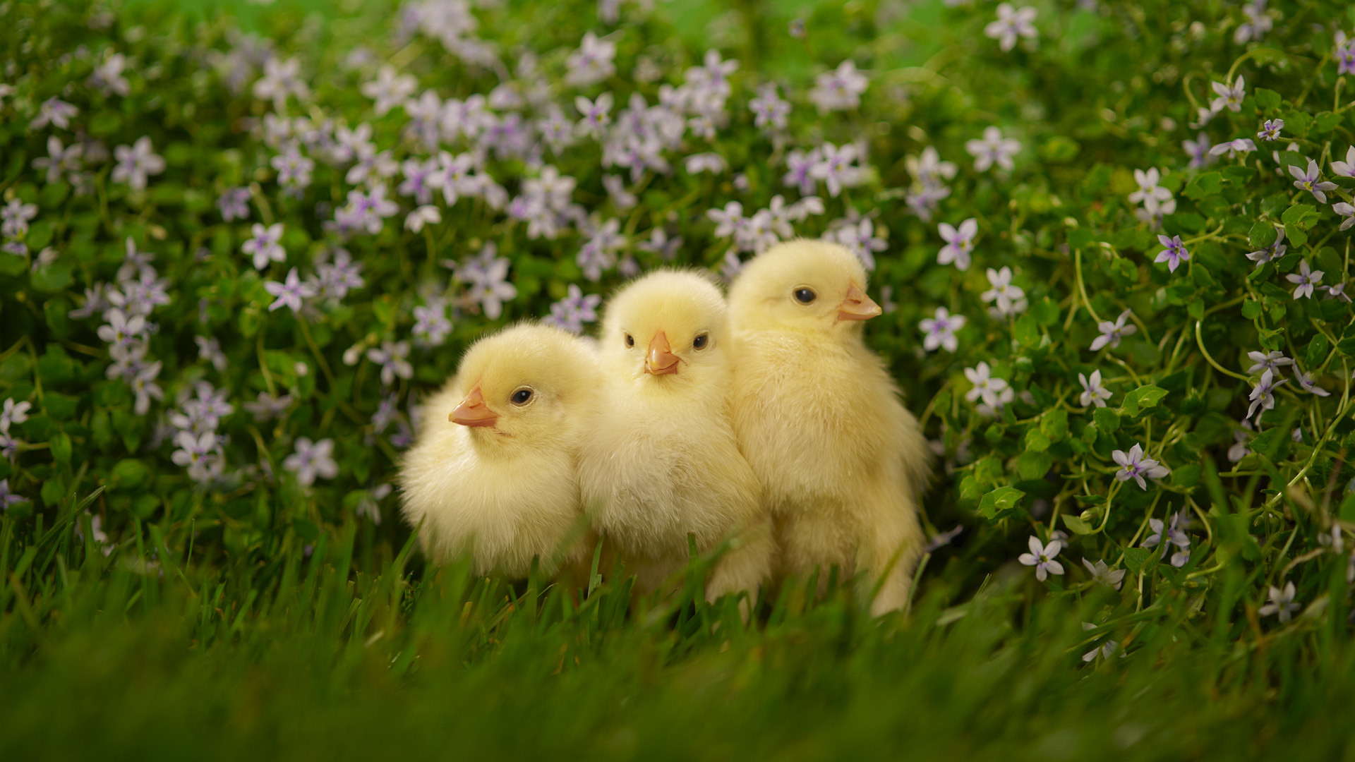 Baby chicks – Google Search Cute WallpapersWallpaper