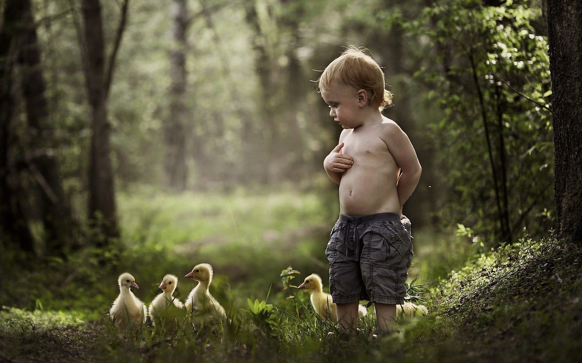 Cute Little Baby Boy with Chicks in Park HD Images