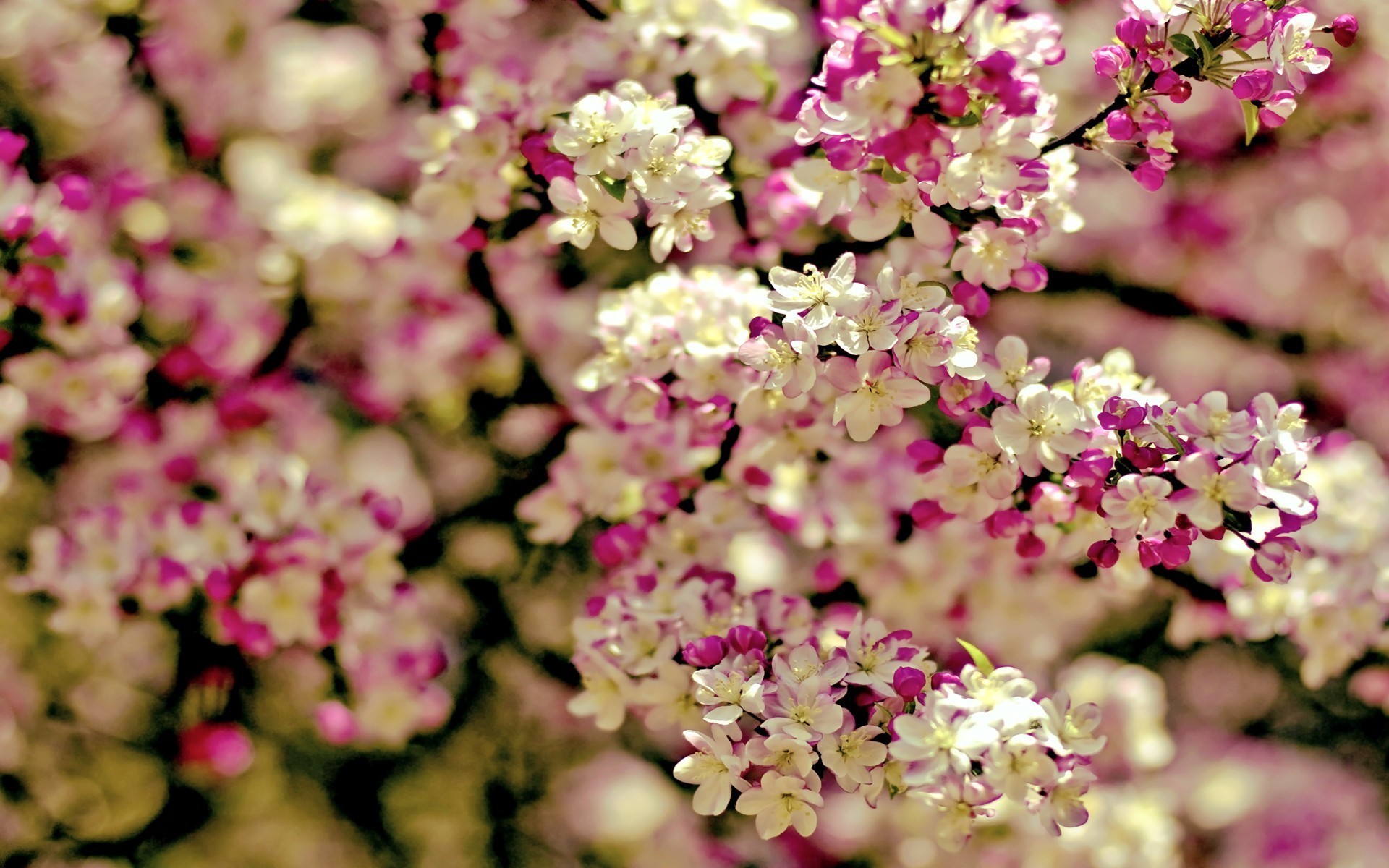 Spring Flowers Background | wallpaper spring tree flowers categories  flowers downloads 3199 added .