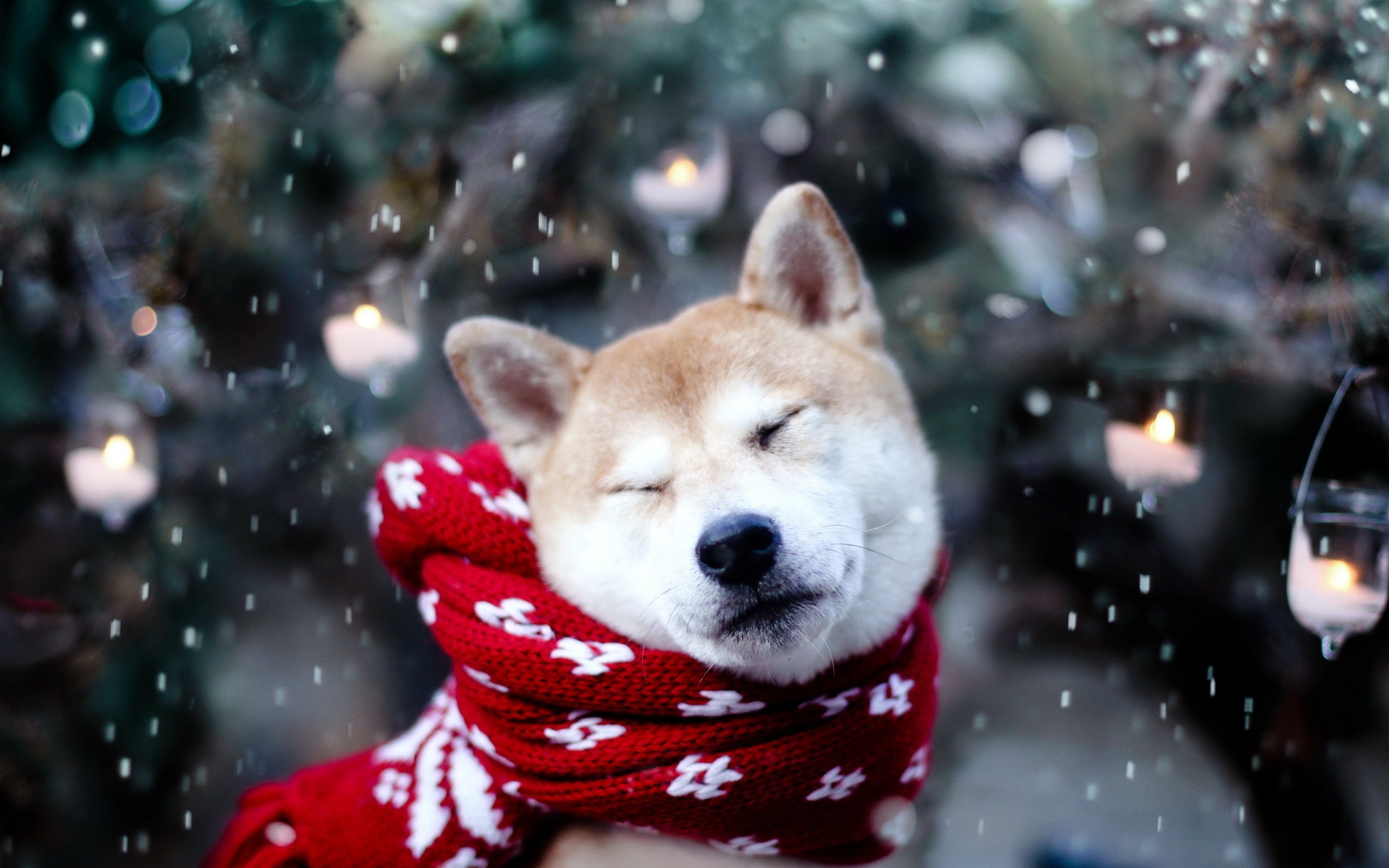 Cute dog, winter, snowflakes, animal photos, mood, wallpaper
