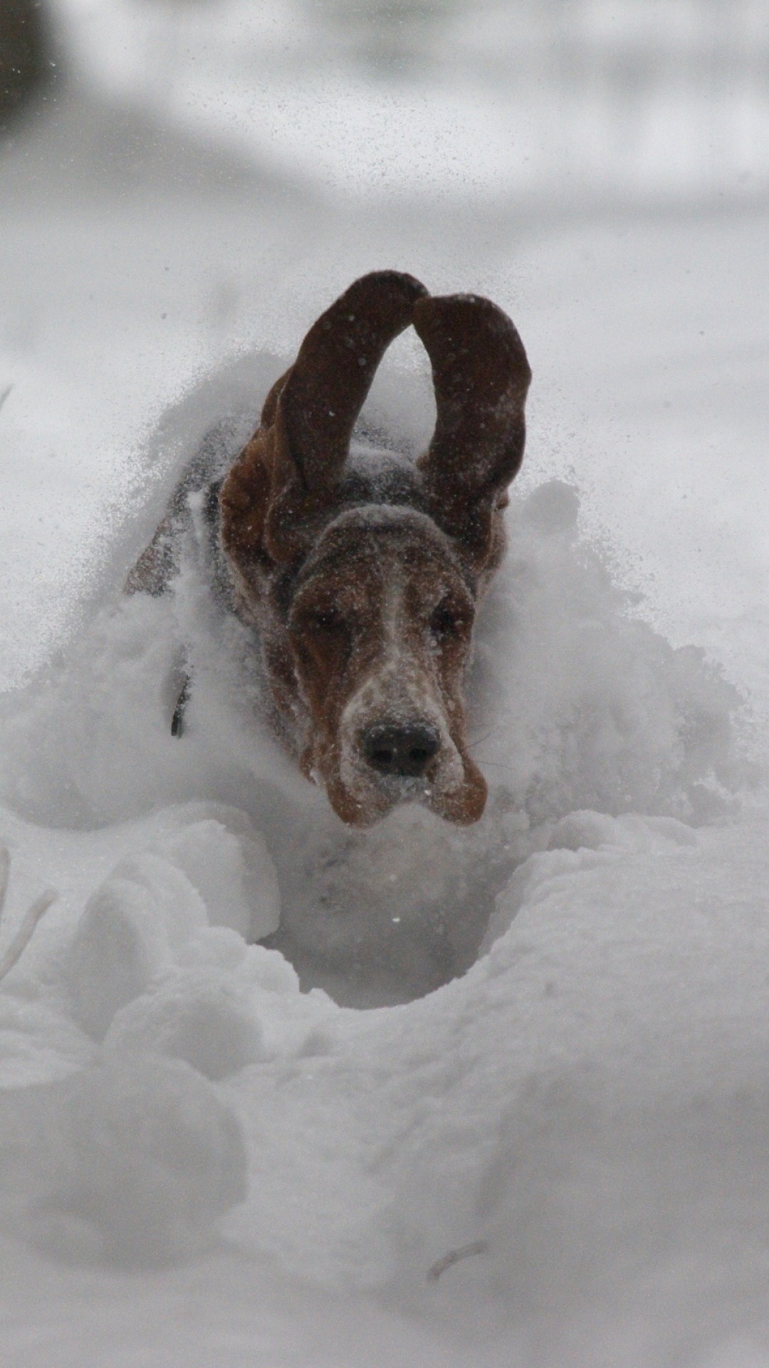 Wallpaper dog, snow, ears, run, winter