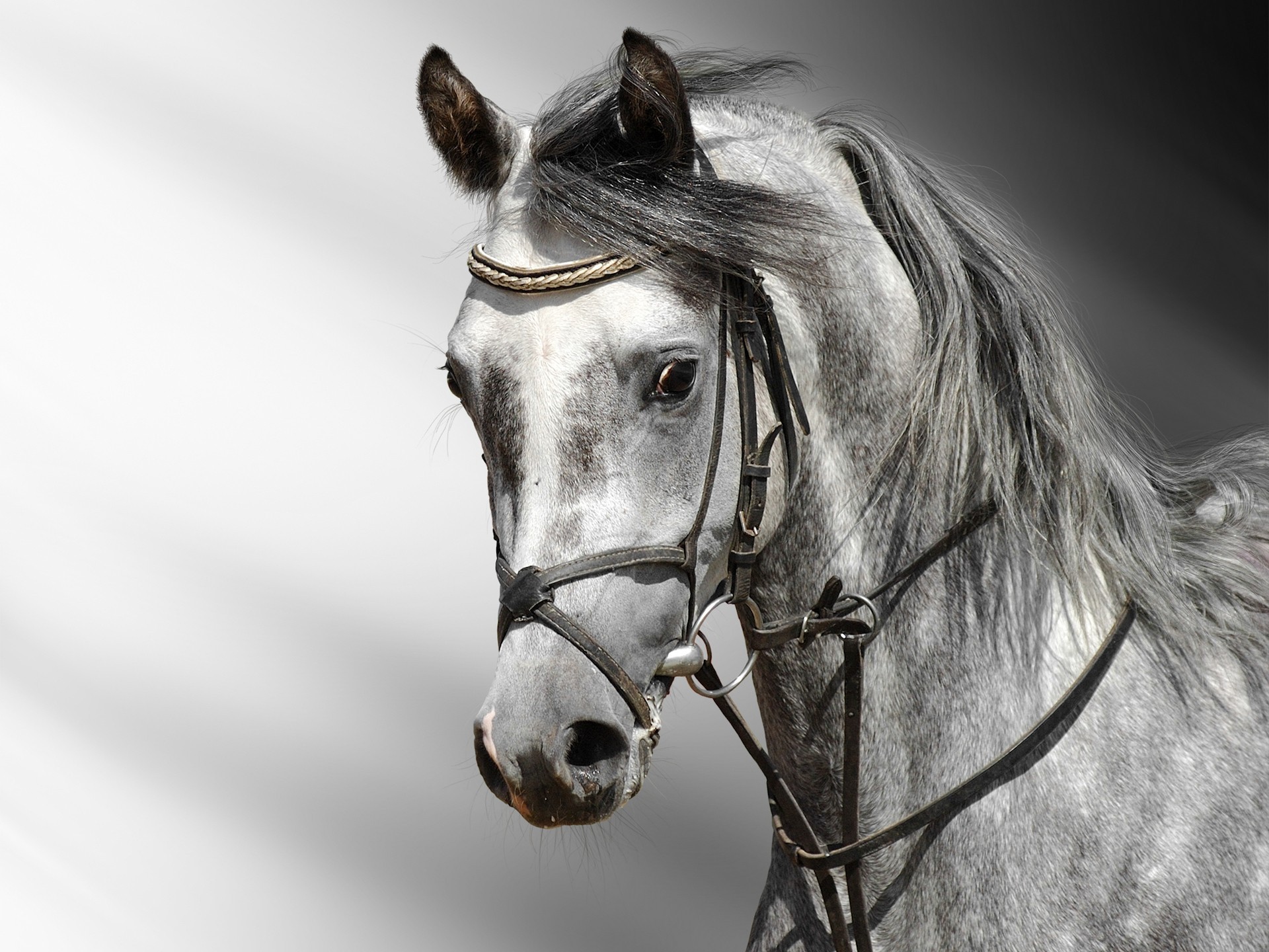 Horse wallpapers hd Pictures Free Download HD Walls