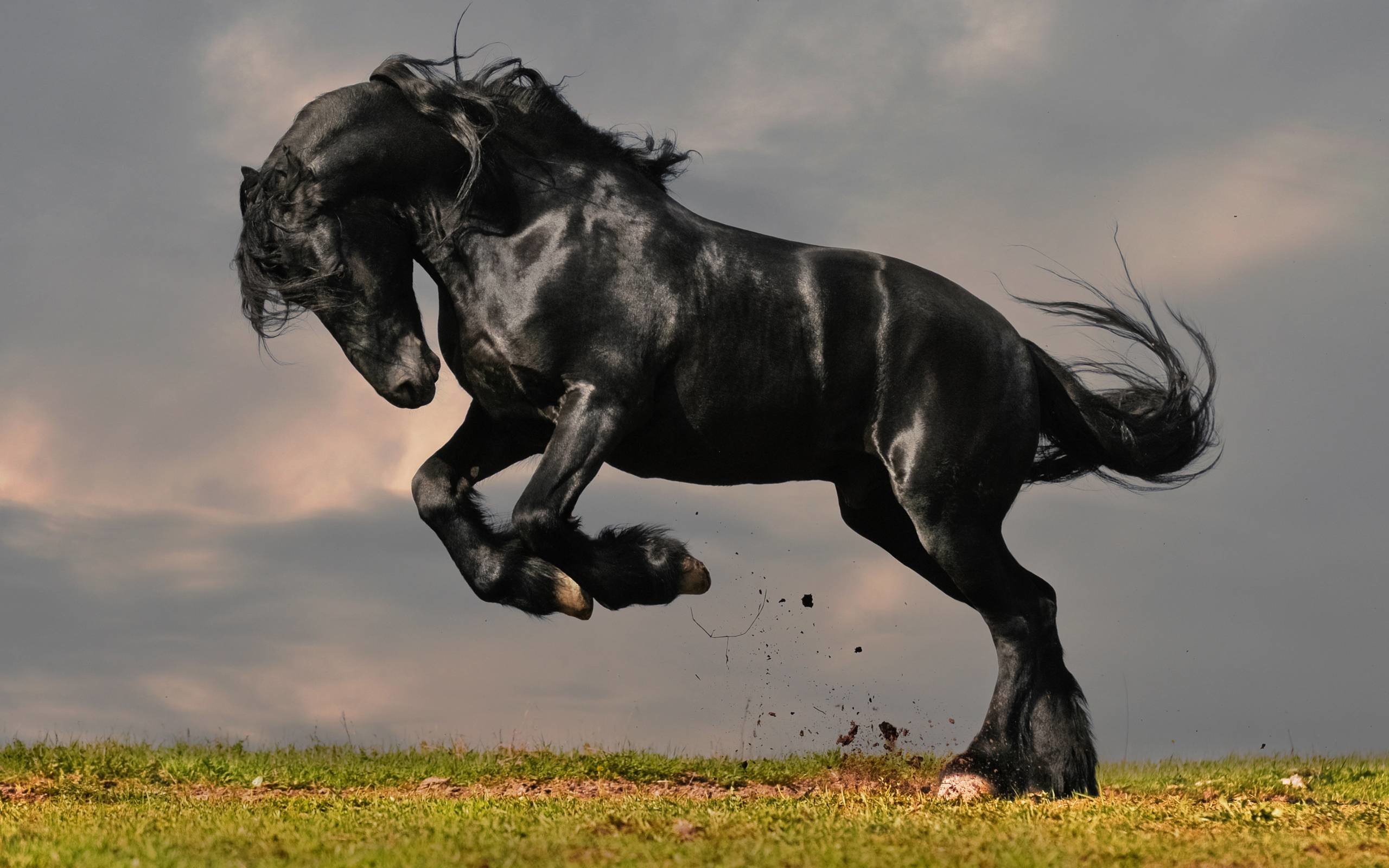 Black Horse HD Wallpapers | Download Black Horse Images | Cool .