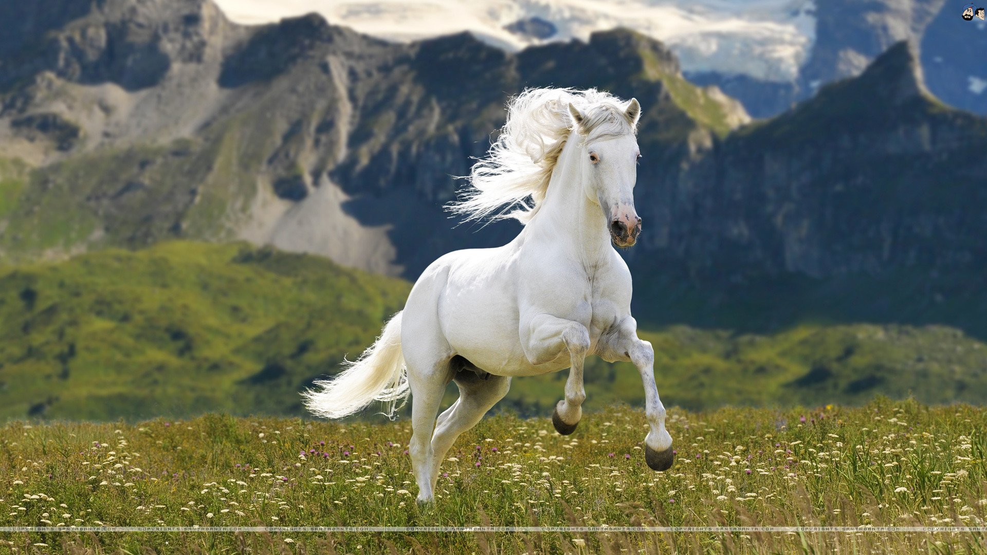 White Horse Wallpapers