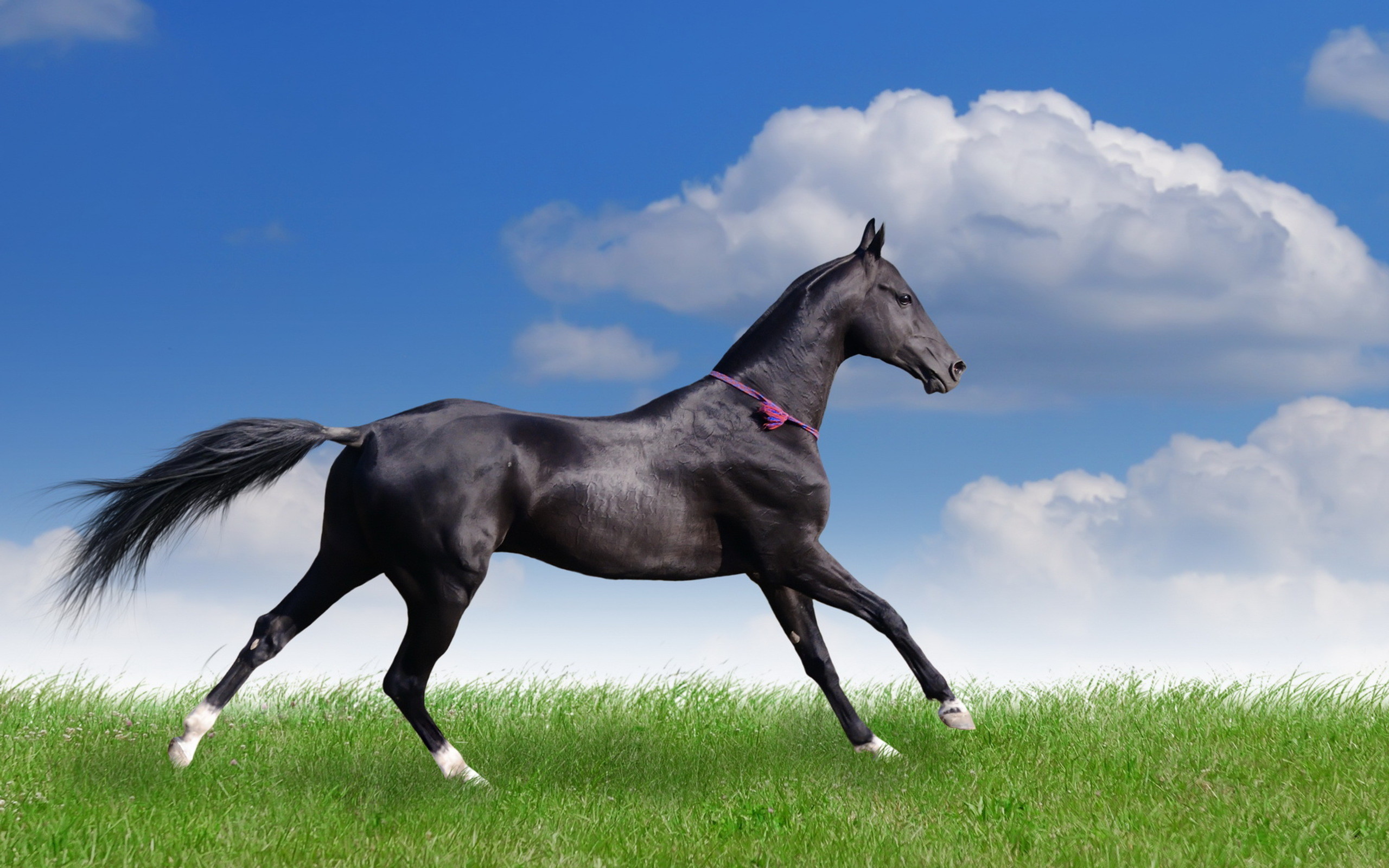 Balck Horse HD Wallpapers, Download Balck Horse Desktop HD .