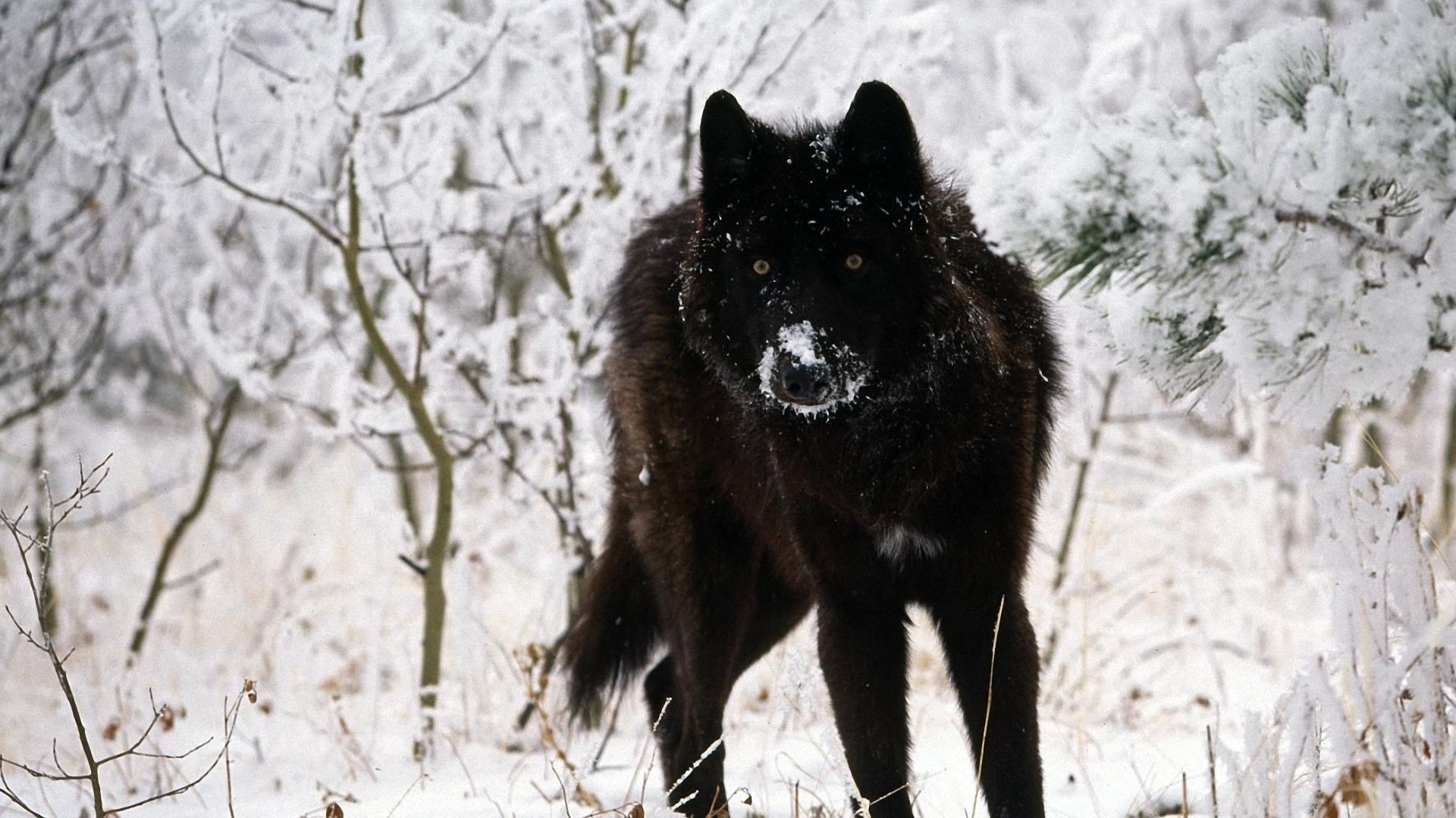Black wolf wallpapers hd cool phone backgrounds amazing best hd .