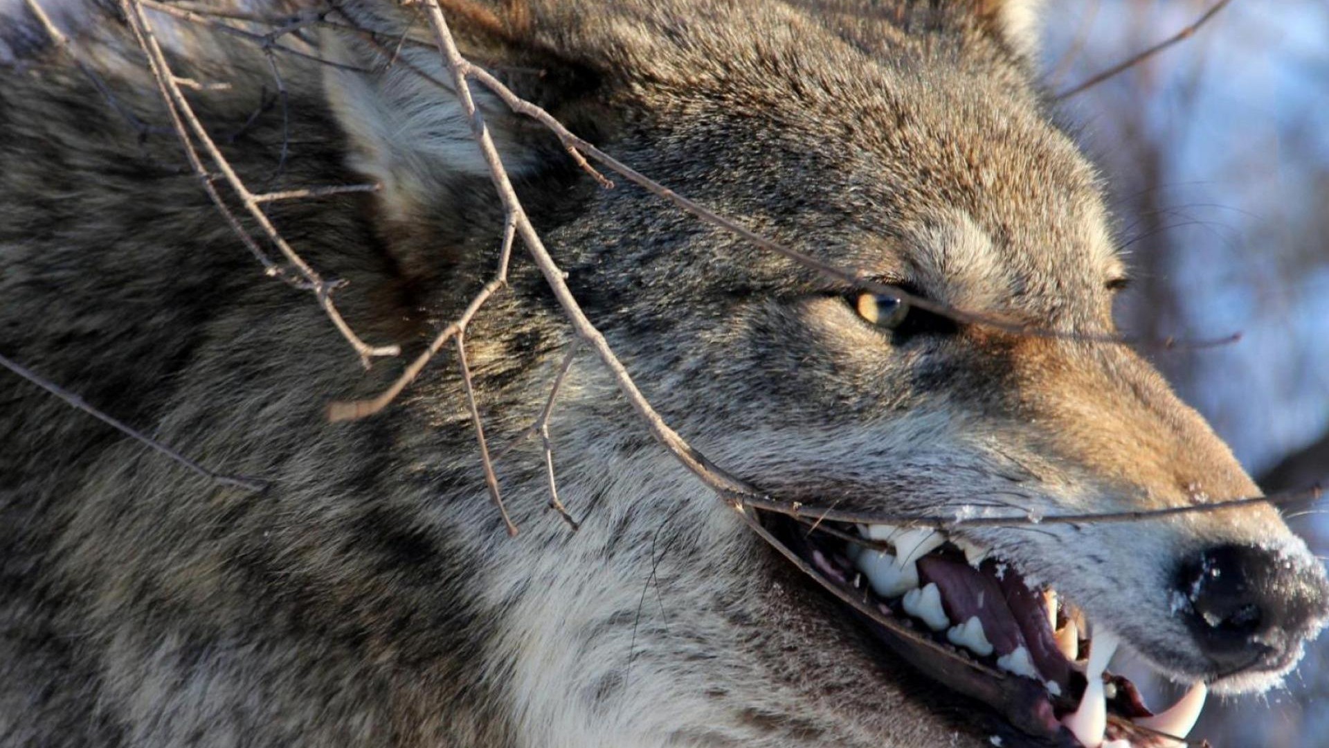 Free download Angry Wolves Wallpaper Wolves Animals 37 Wallpapers  1597x1064 for your Desktop Mobile  Tablet  Explore 95 Wolf Face  Wallpapers  Smiley Face Backgrounds Smily Face Backgrounds Troll Face  Wallpaper