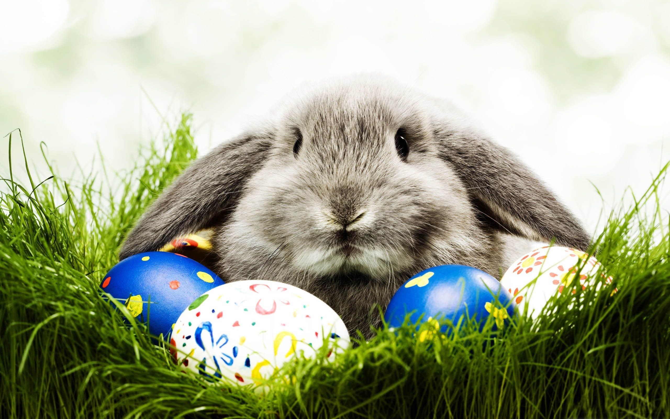 Easter Bunny Desktop Wallpaper 10