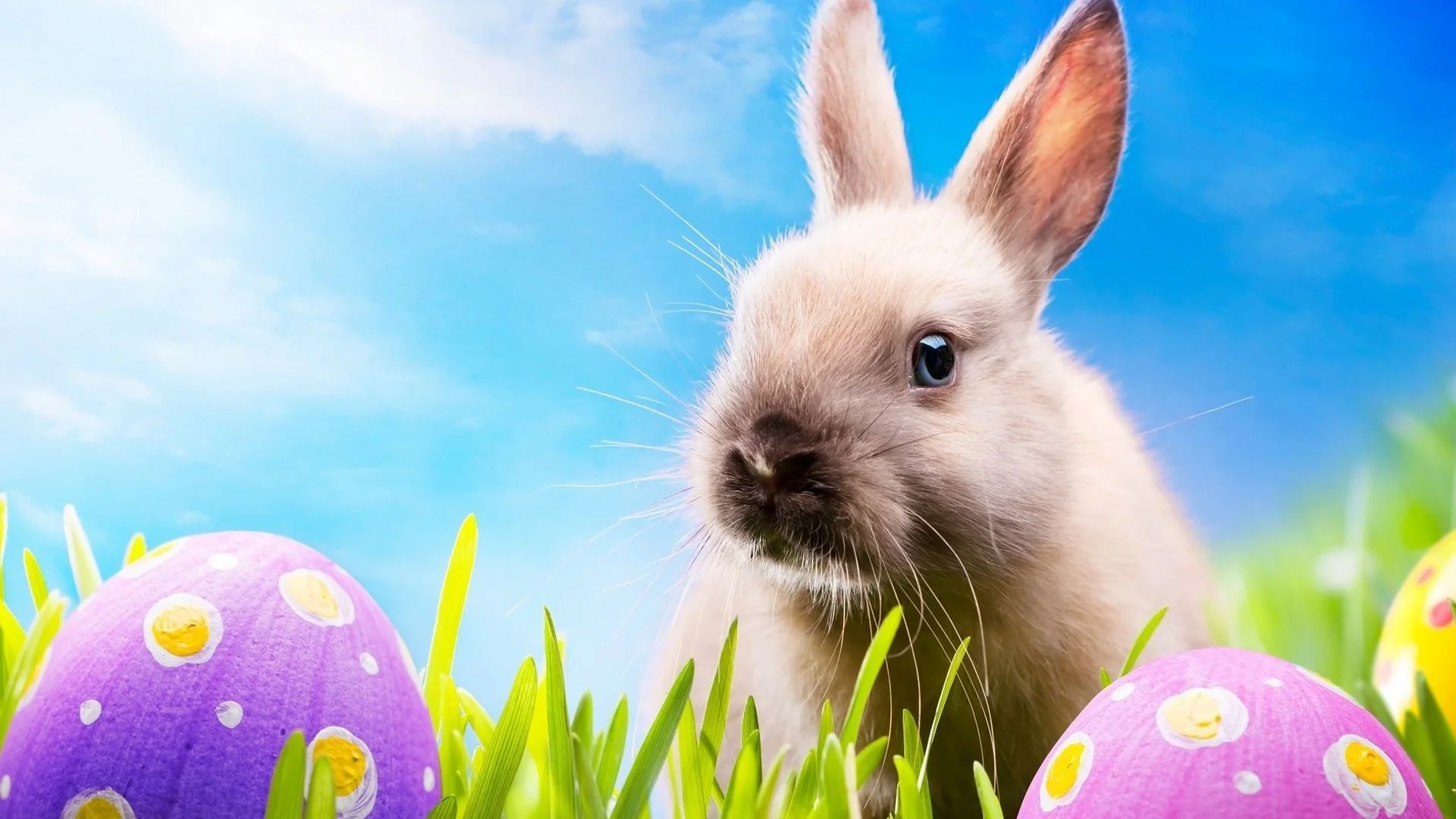 Easter HD Wallpapers – Wallpaper, High Definition, High Quality .