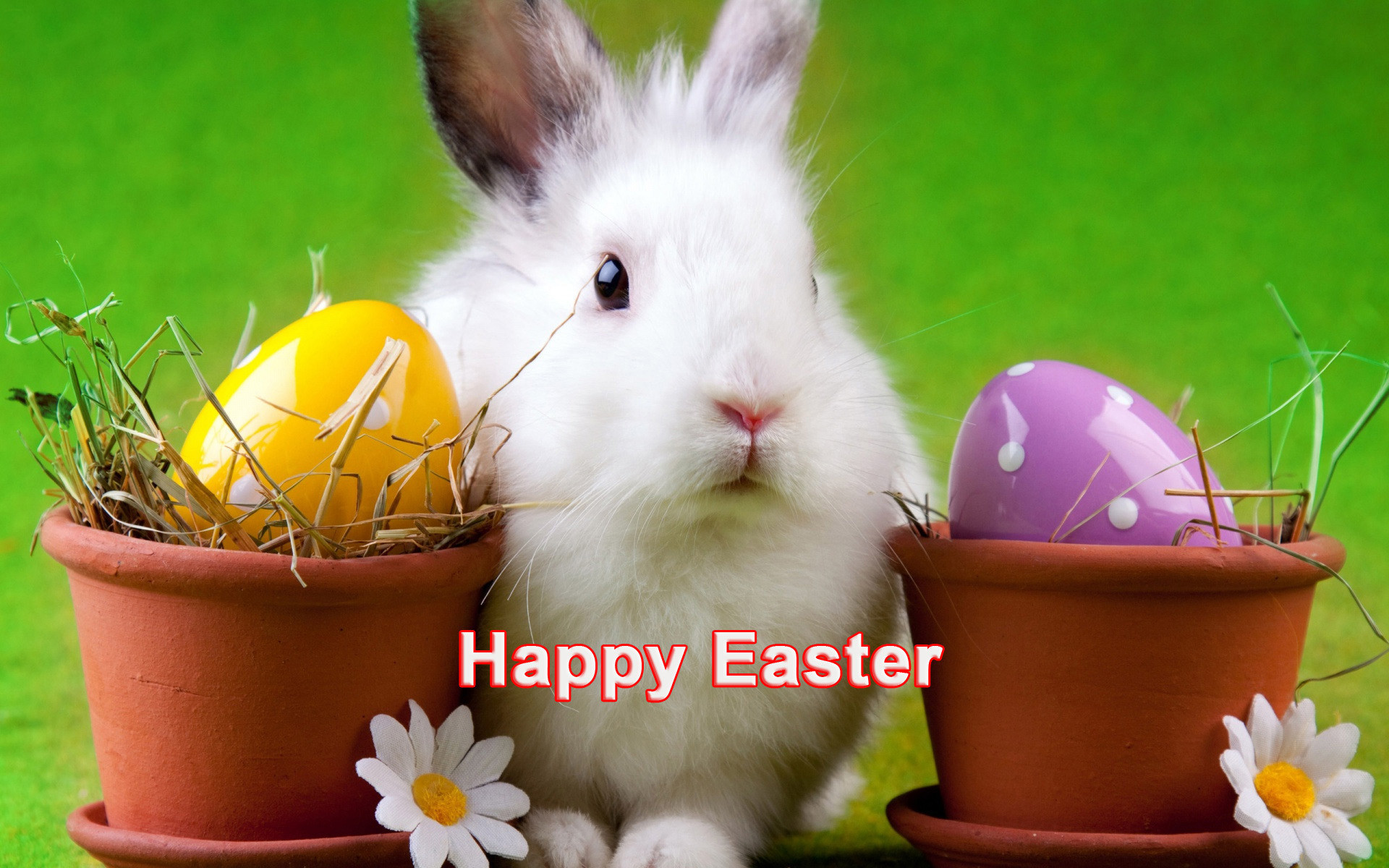 Happy Easter cute white bunny hd desktop wallpapers ,hd ,images