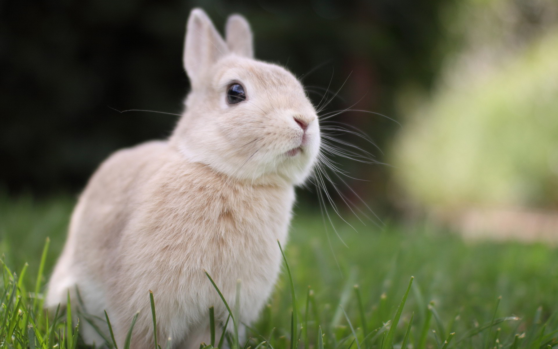 Animals Wallpaper: Cute Bunny Wallpapers Free with HD Desktop