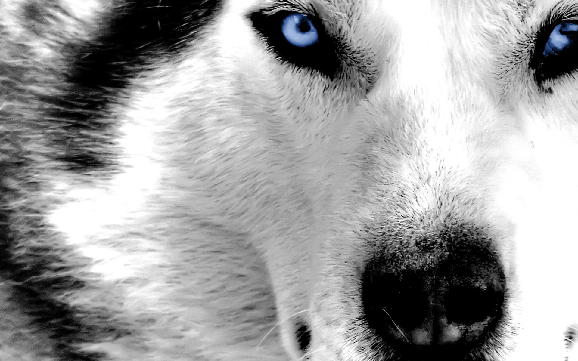 Really cool wolf pictures wallpaper