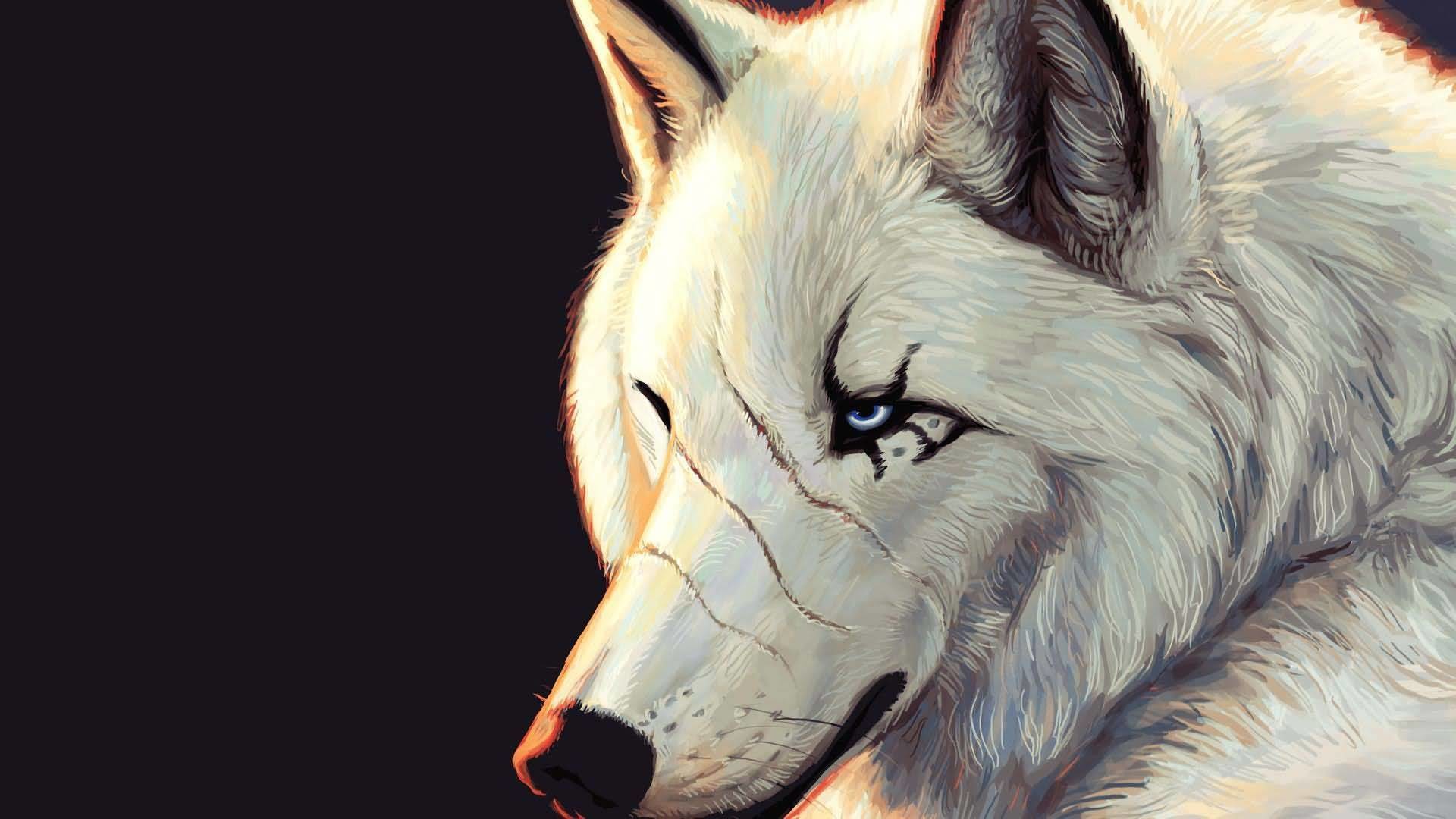 Most Cutest Scary White Wolf Wallpaper Full HD Wallpaper