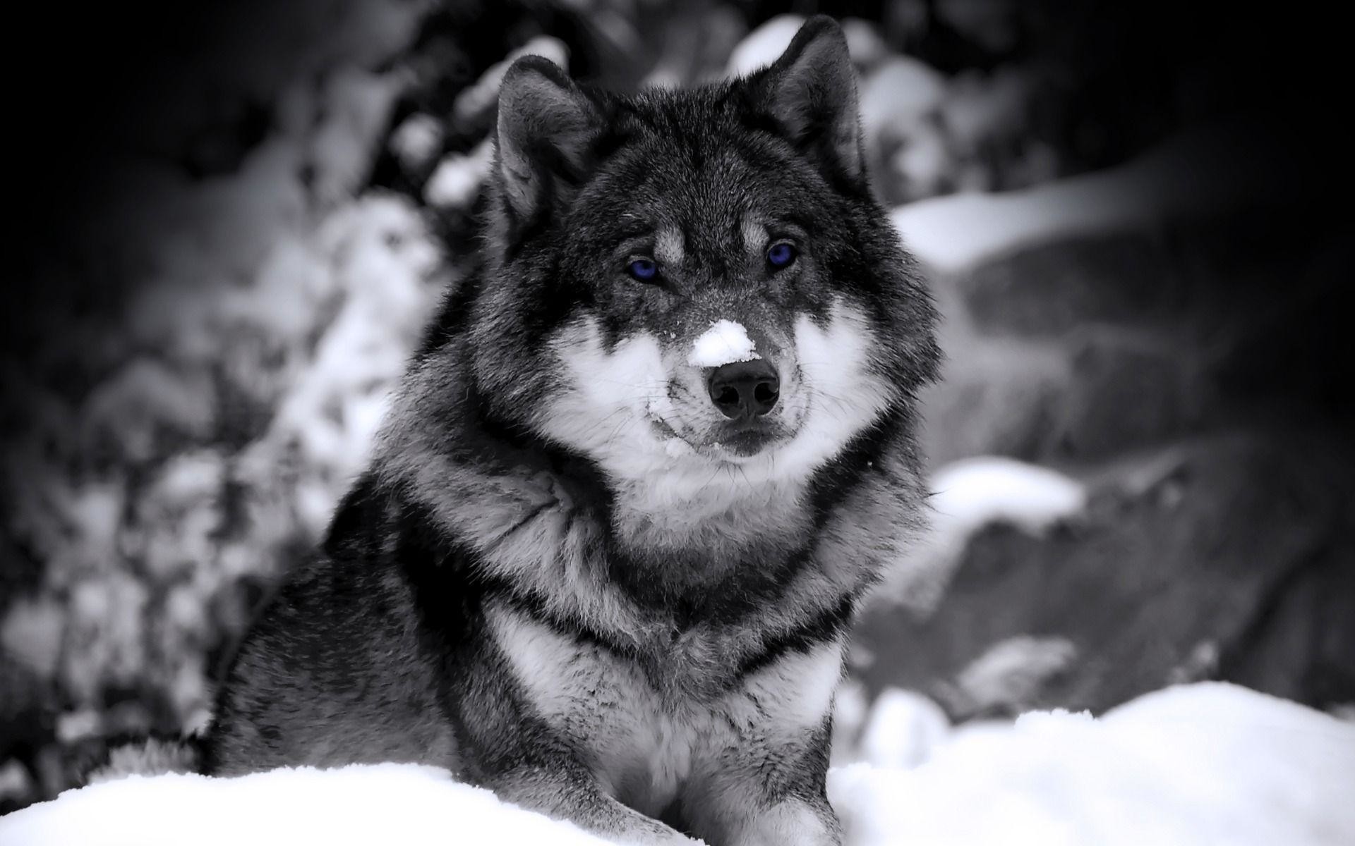 Wolf HD Wallpapers | Wolves Desktop Wallpapers For Android | Cool .
