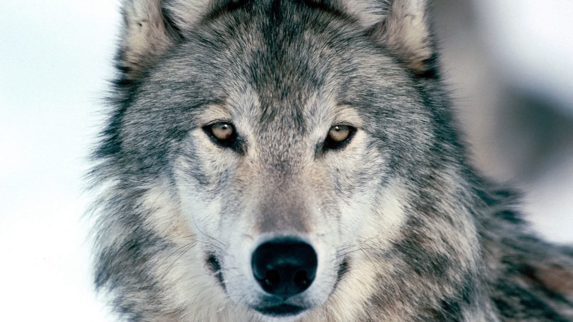 Awesome Wolf Background