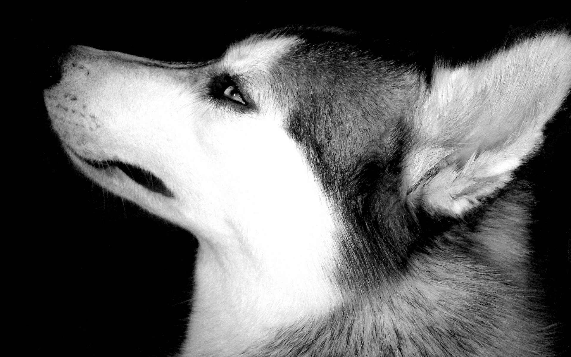 Awesome Wolf Backgrounds Wolf Wallpapers