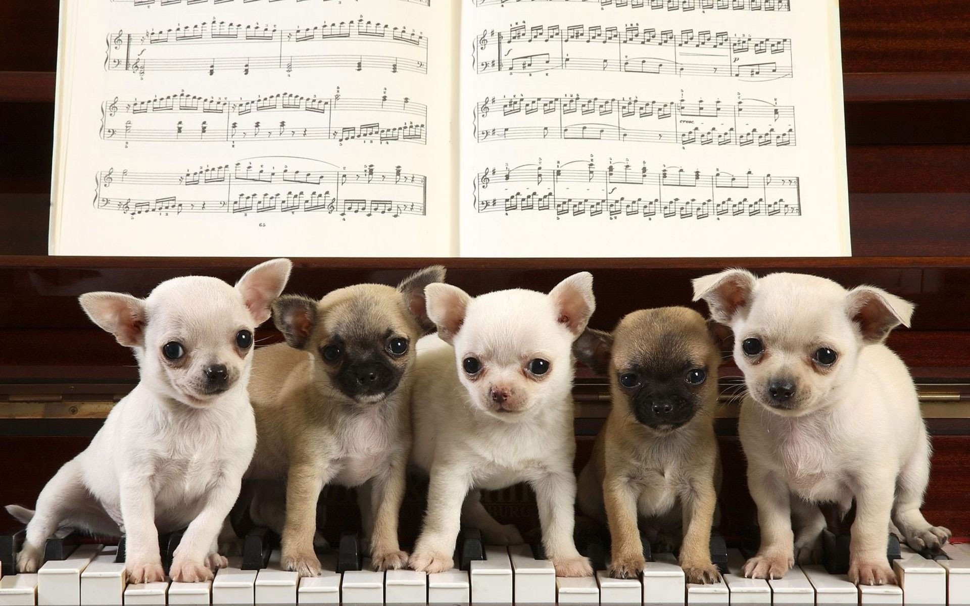 Chihuahua Puppies Wallpaper 382808