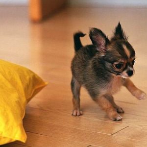 Chihuahua Puppies Wallpaper Desktop