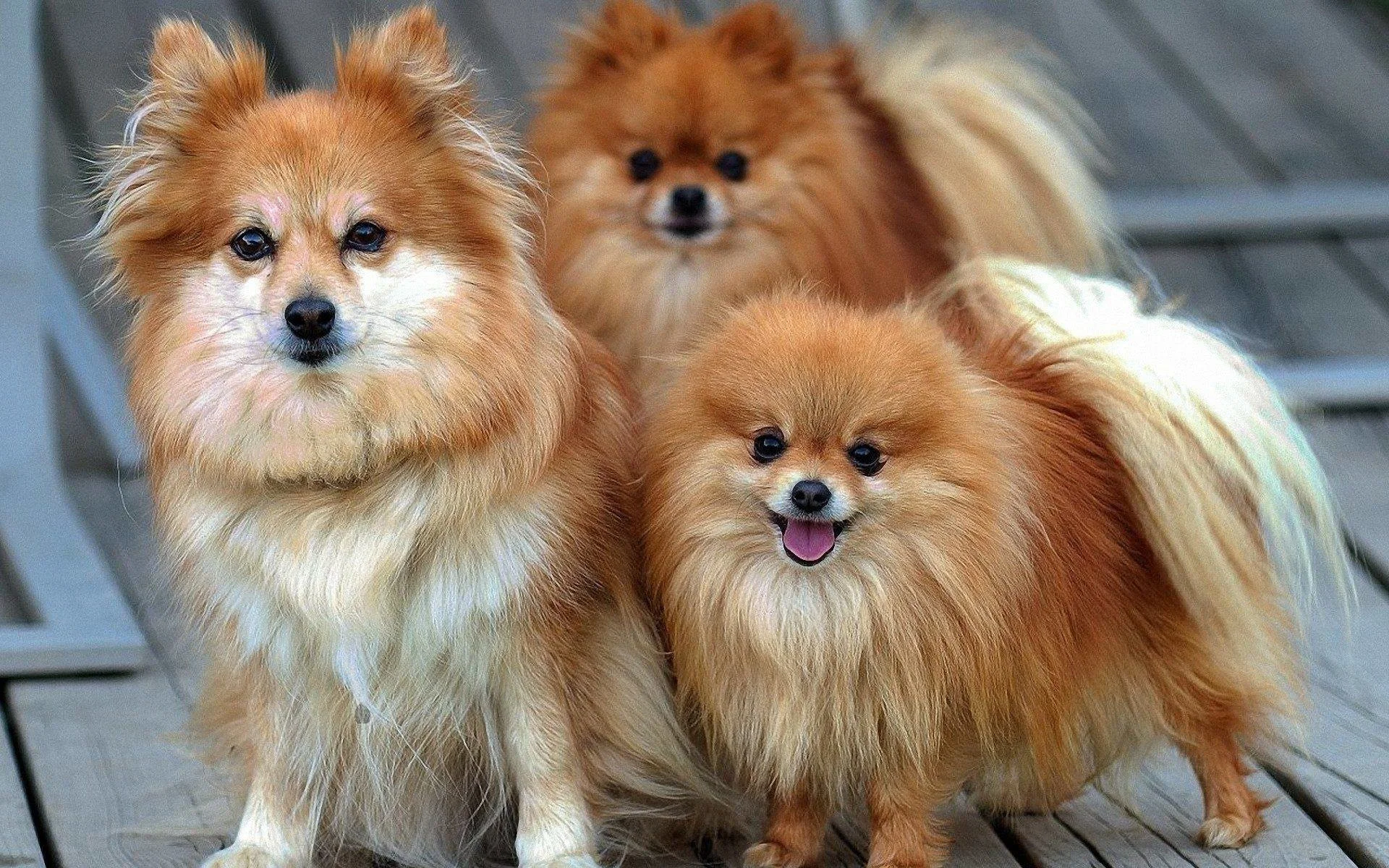 разновидности породы собак фото с названиями