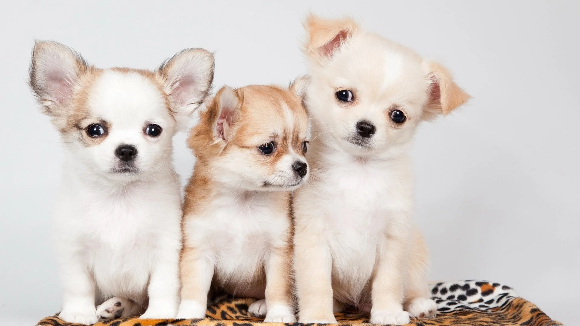 43+ Chihuahua Puppies Wallpaper Desktop