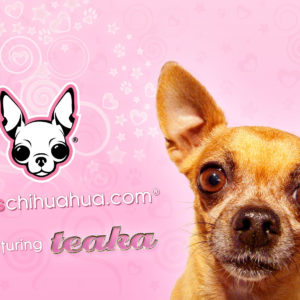 Chihuahua Puppies Wallpaper Desktop