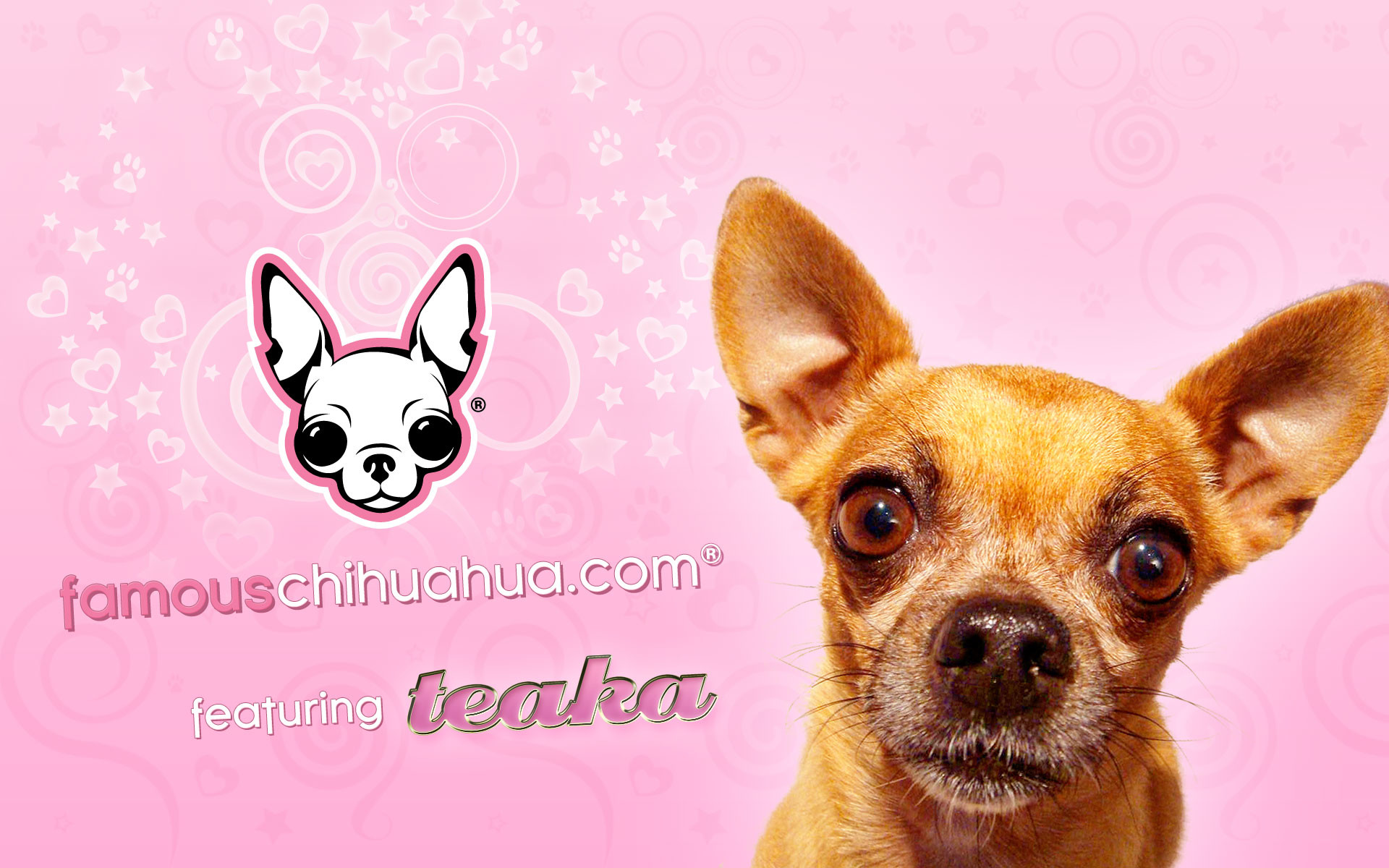 … download famous chihuahua wallpaper (size:1920Ã1200 pixels)